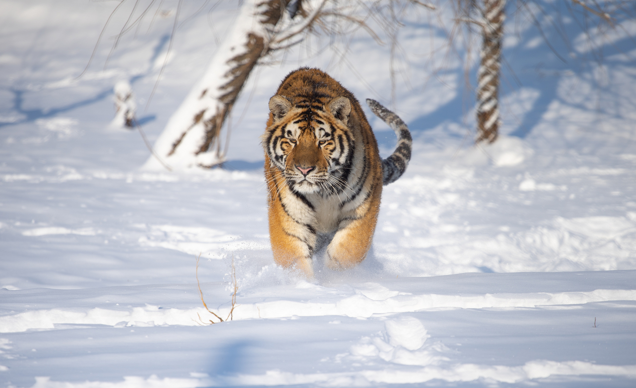黑龙江虎林市虎头镇有野生东北虎出没,附近有居民家的狗被吃得只剩