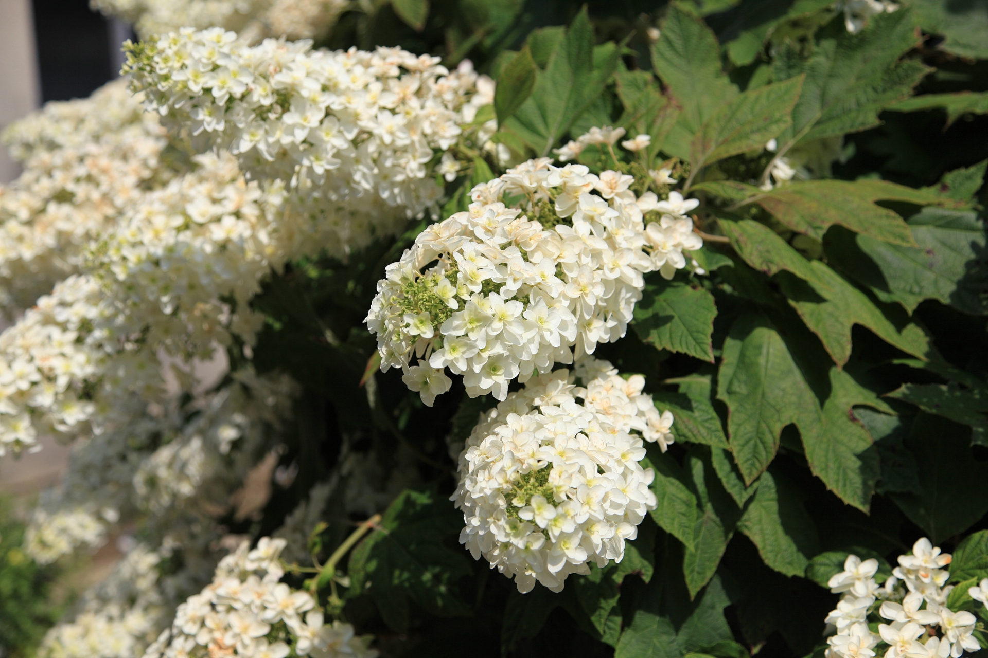 黄金球种植知识科普  黄金球作为一种常见的观赏植物,其独特的金色
