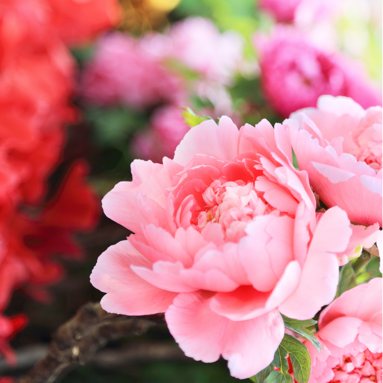 洛阳花烂漫,春风十里香.#洛阳牡丹# #洛阳牡丹花会