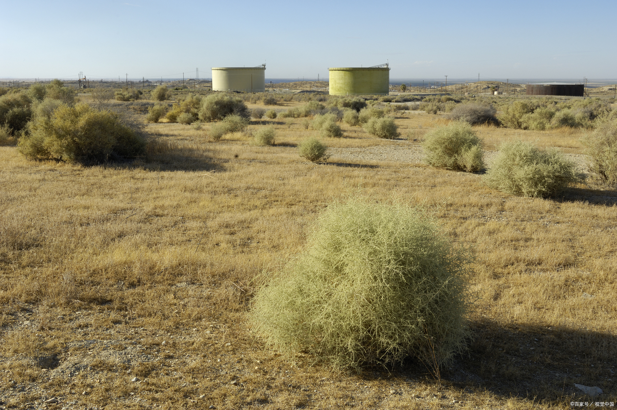 植物-俄罗斯-风滚草