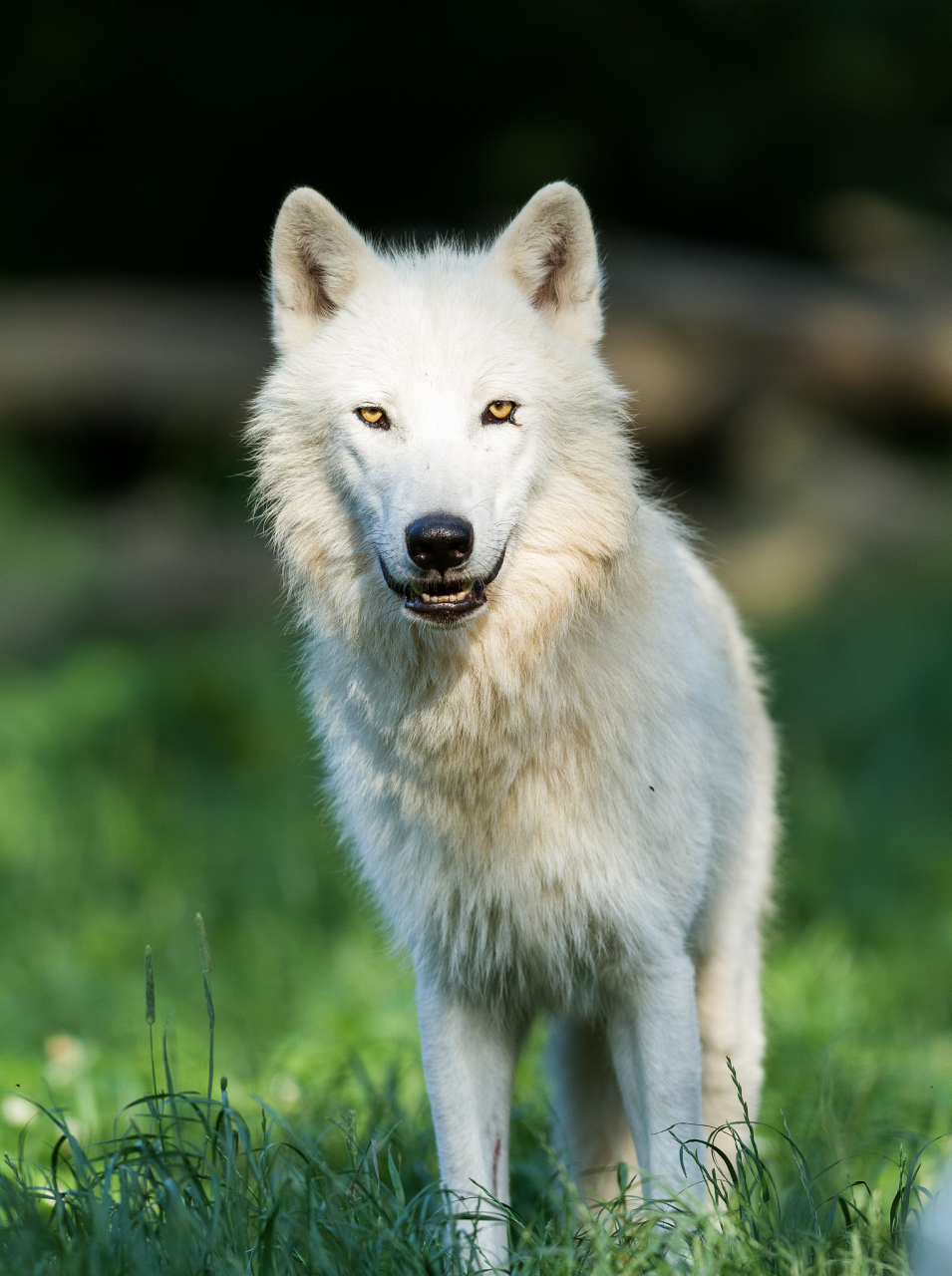 大家都很兴奋,准备出发.  突然,一只狼发现了一只眼睛是白色的狼.