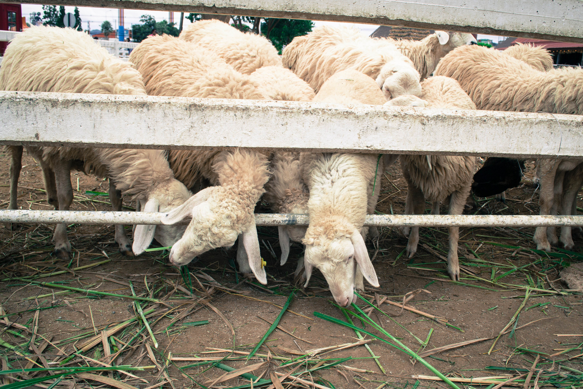 [原文:养羊的经验与技术