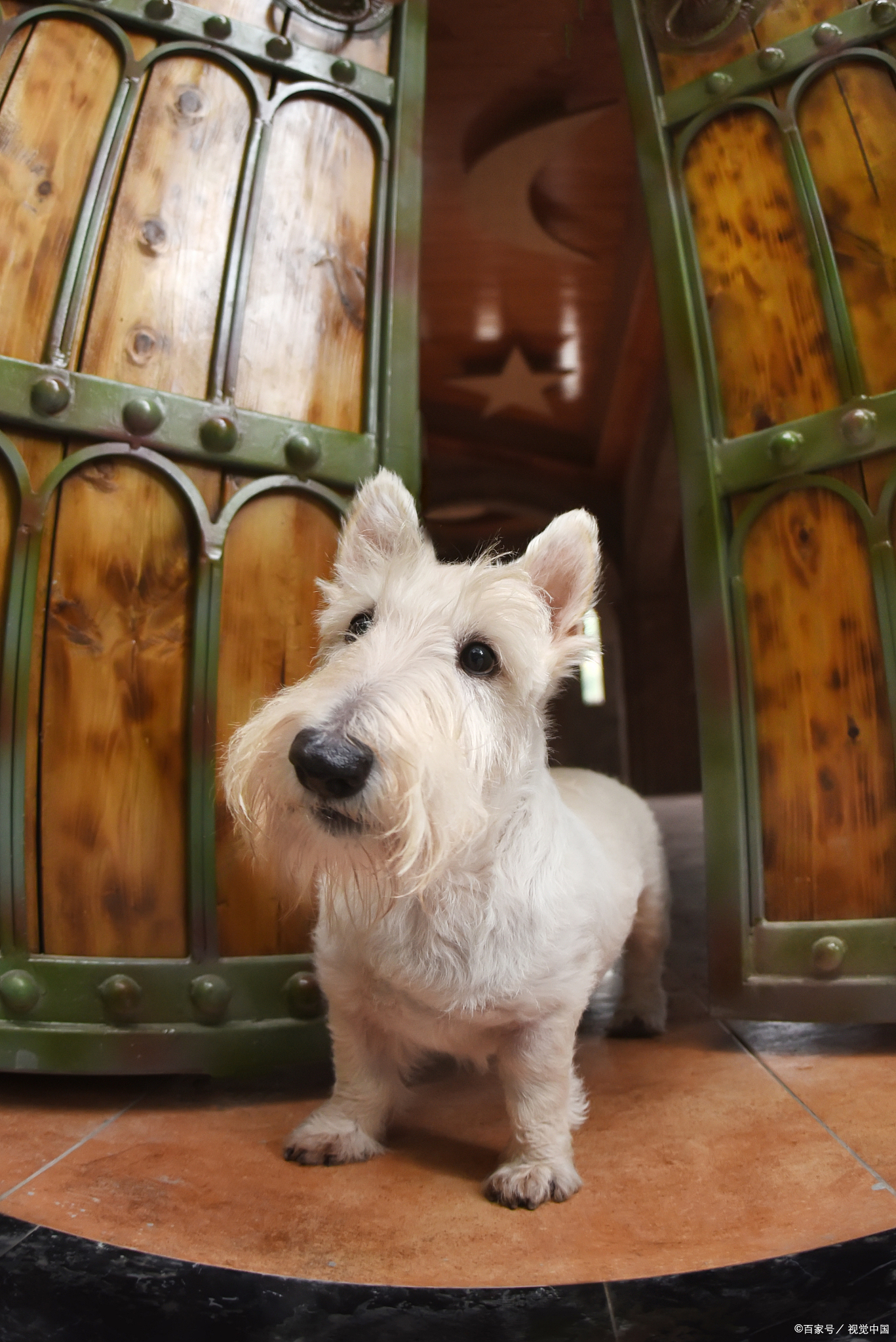 梗犬,作为犬类中的一类,一直以来都备受人们的喜爱.