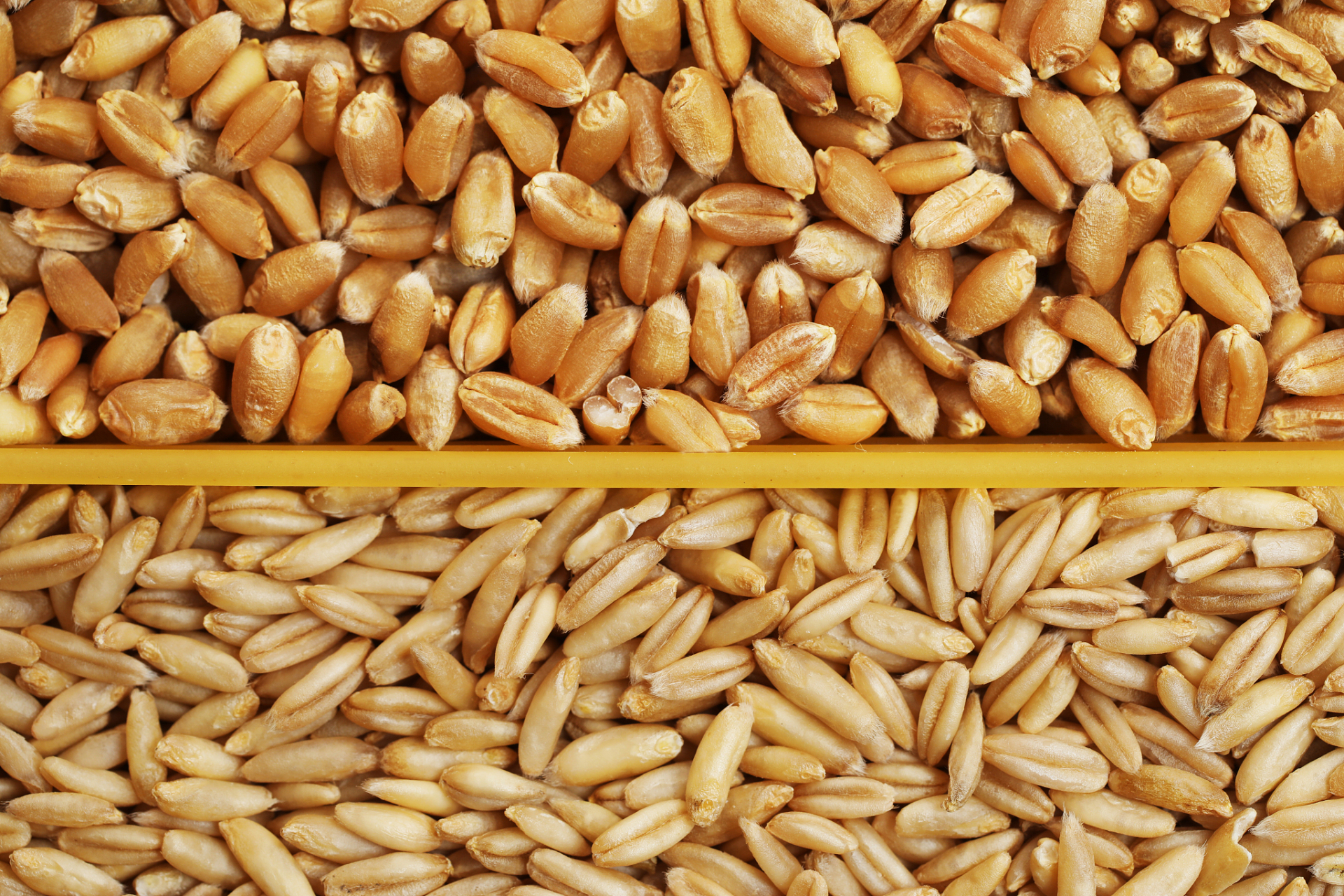 [原文:燕麦与小麦有什么