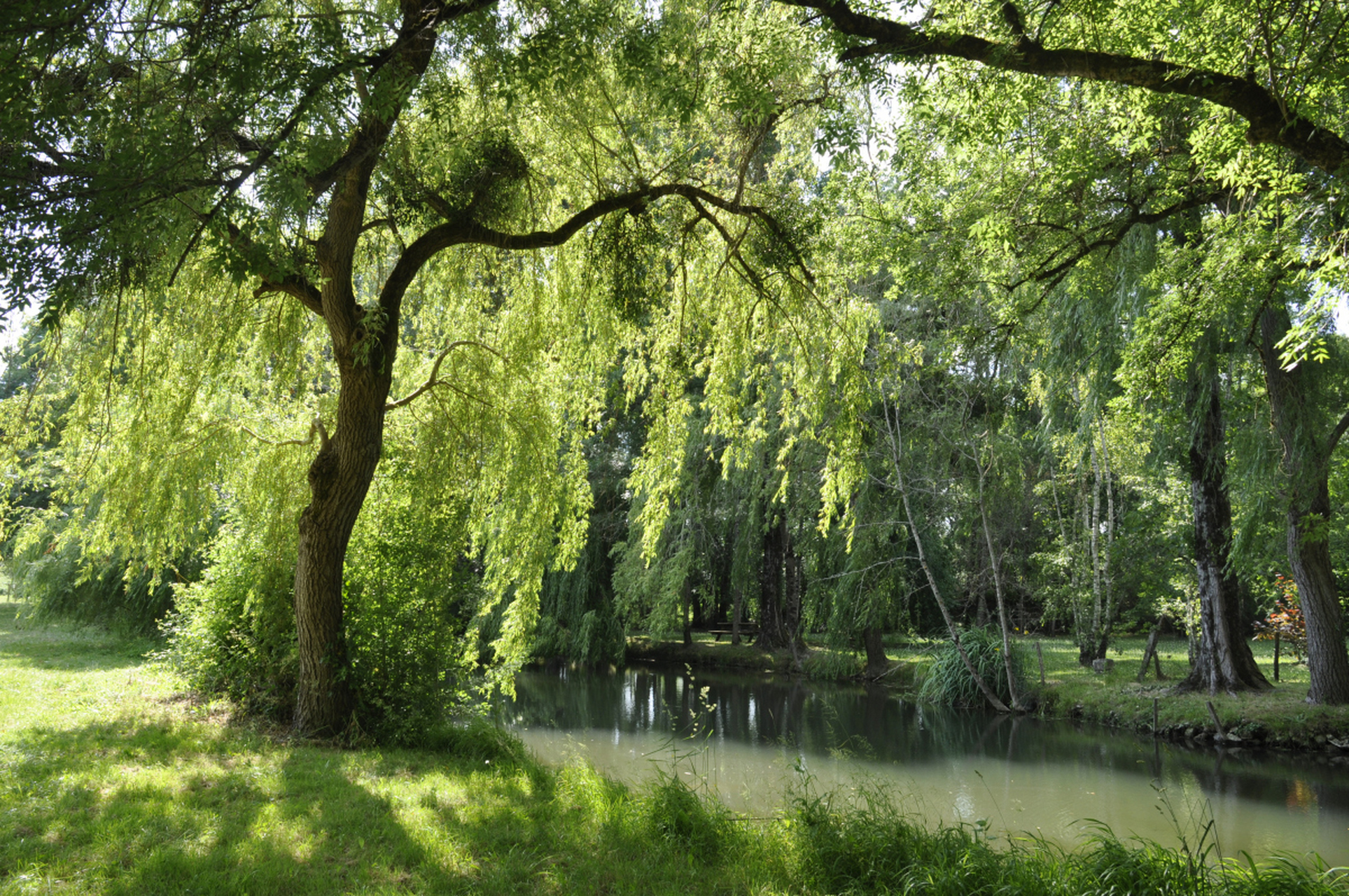 摘要:柳树生长过程包括播种,种子繁殖和无性繁殖.