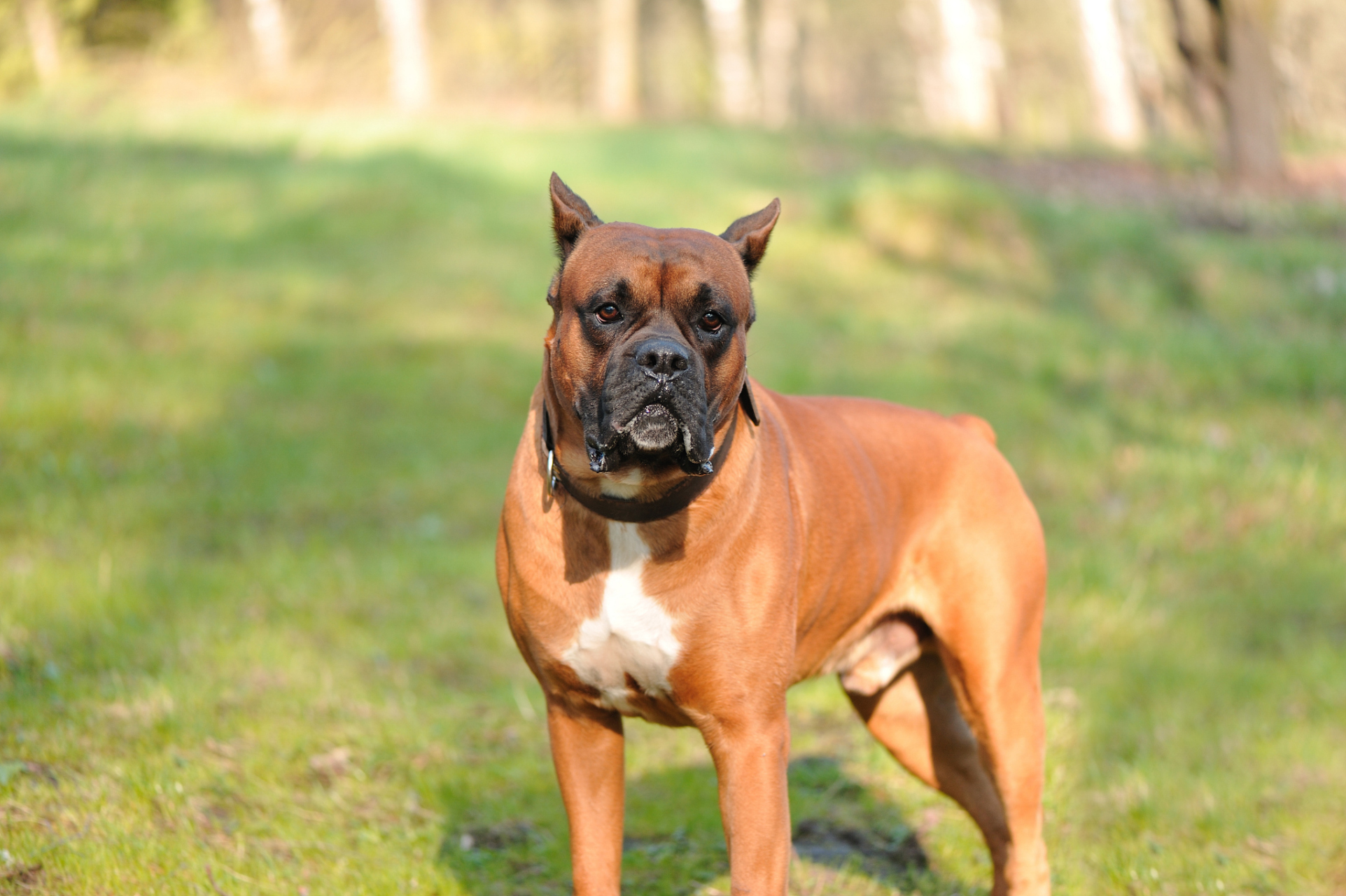 土佐犬是一种体型健壮,勇敢,忠诚的日本犬种,以其对主人忠诚,勇猛善战