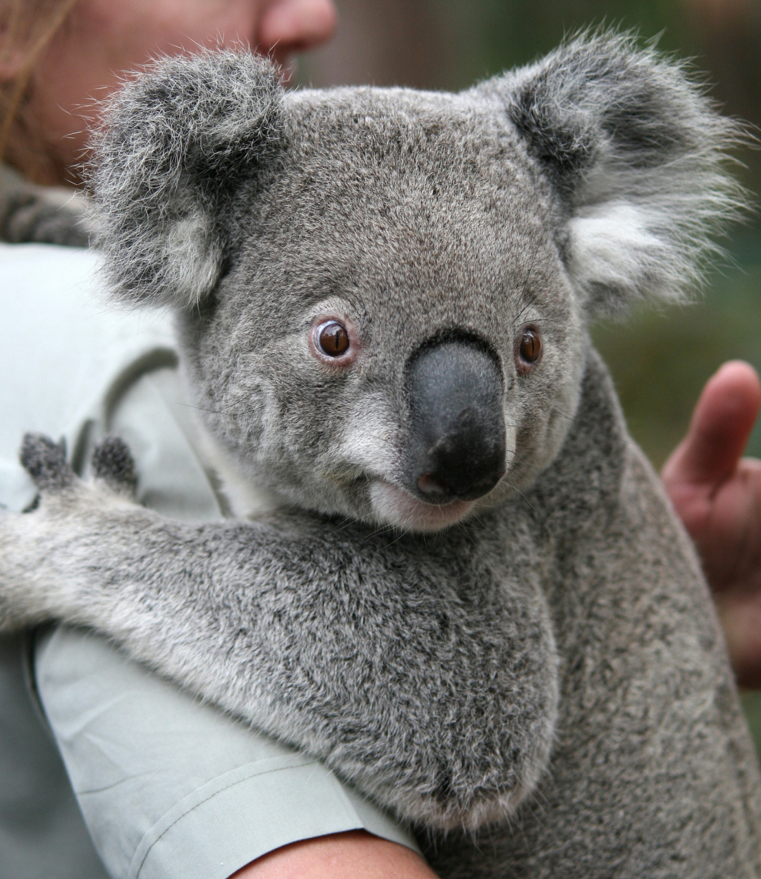 澳大利亚的考拉并非熊科动物,它们属于有袋类动物中的叫鼠目.