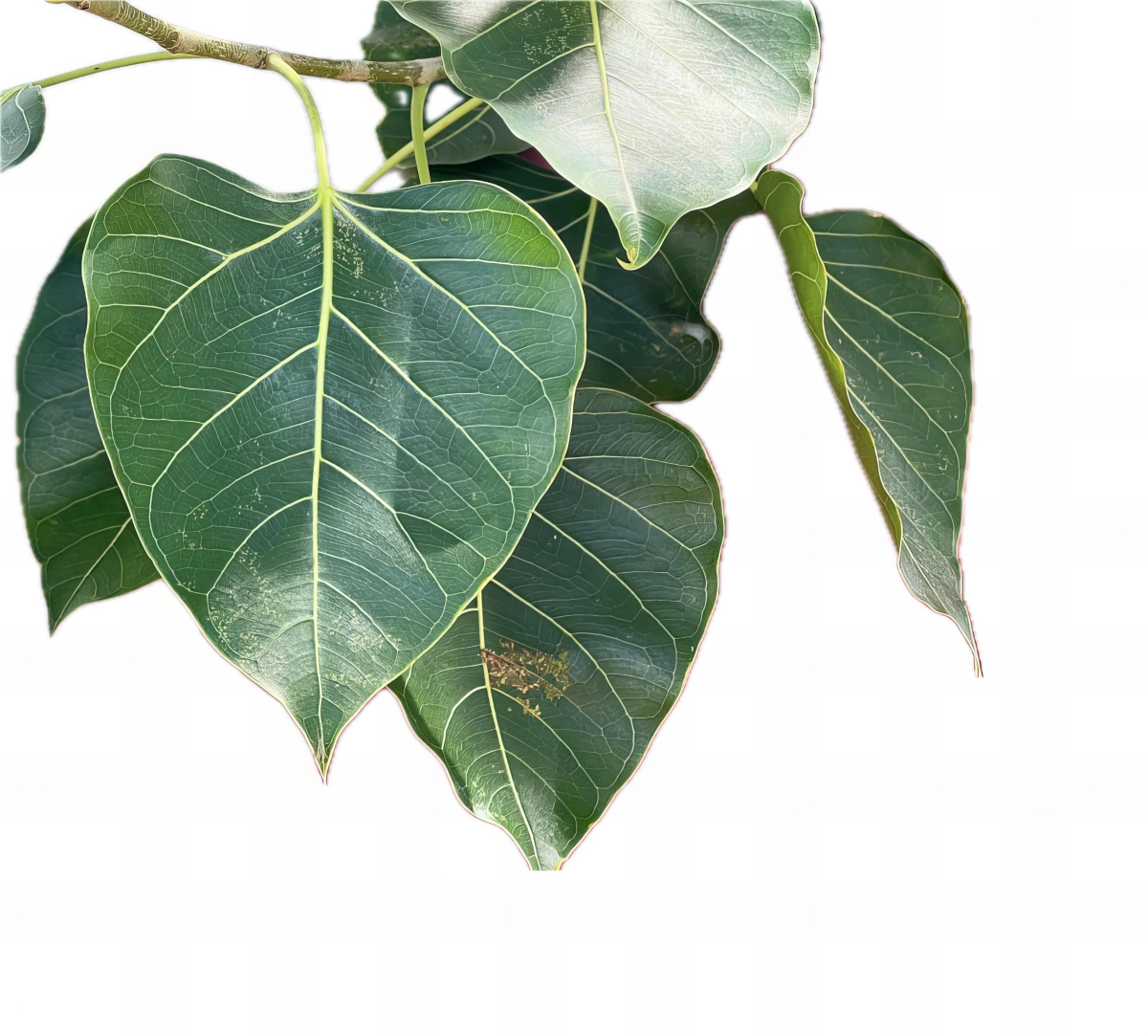 各种树叶的图片