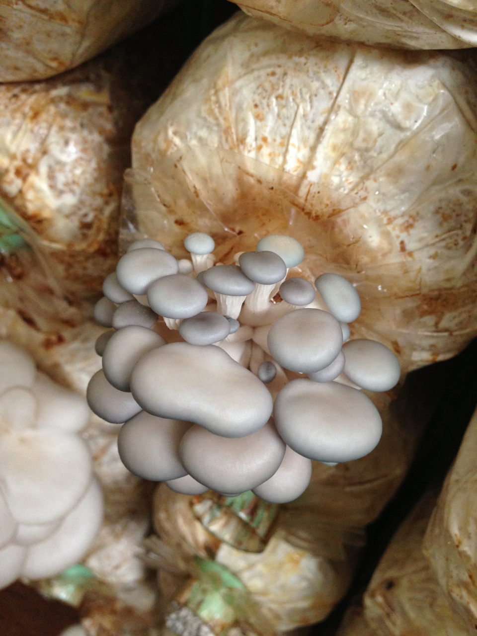 求购蘑菇菌种图片