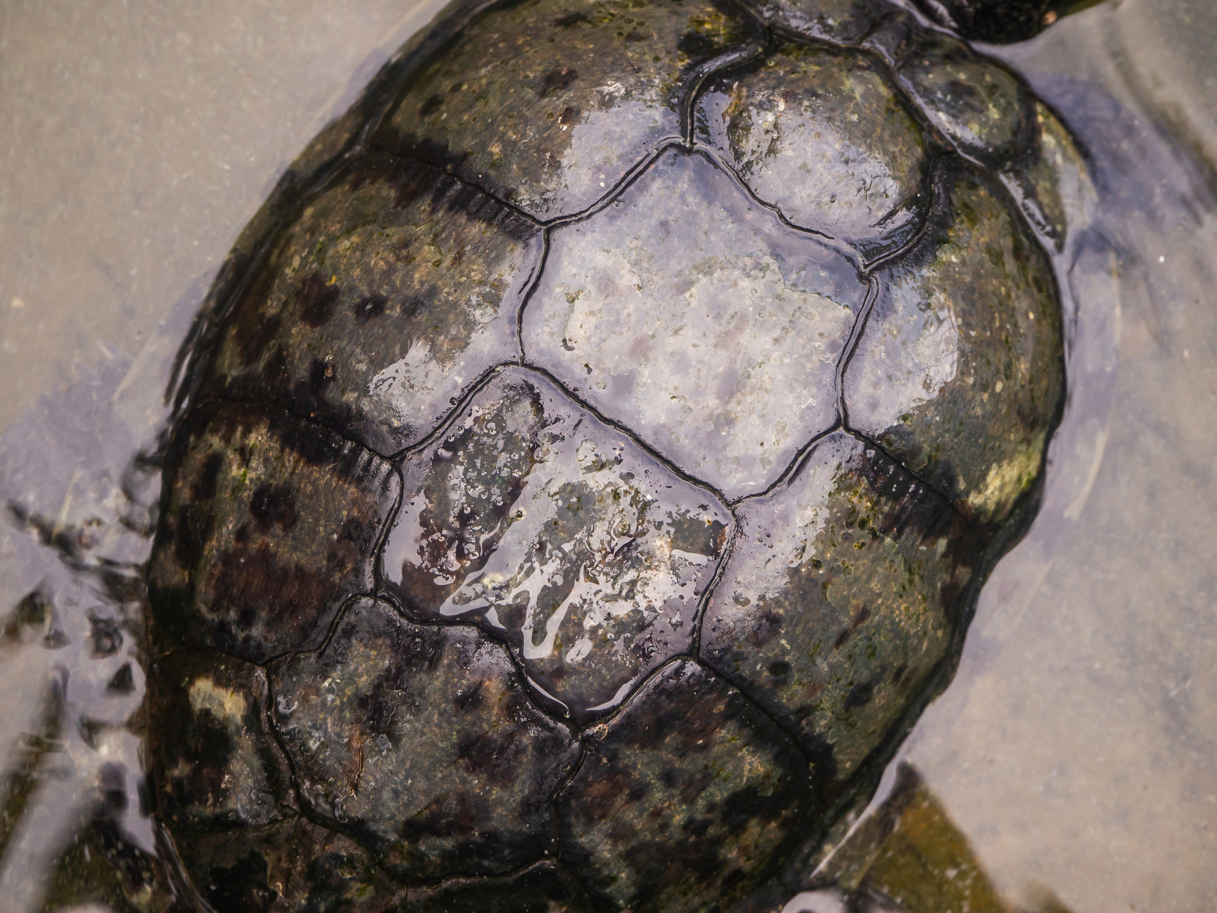 215,外观和颜色:乌龟换壳时,新壳呈现白色或淡黄色,逐渐变硬,变黑.