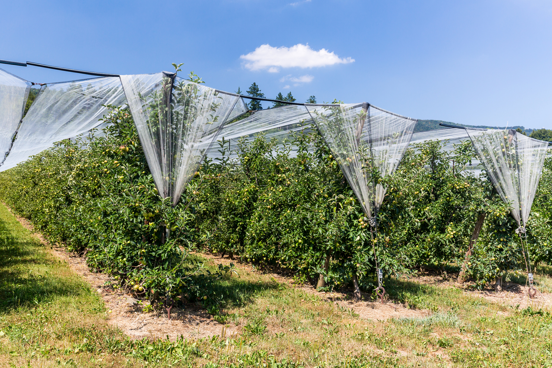 根据农作物生长情况,及时做好肥水管理,培育壮苗,增强抵御低温等不利