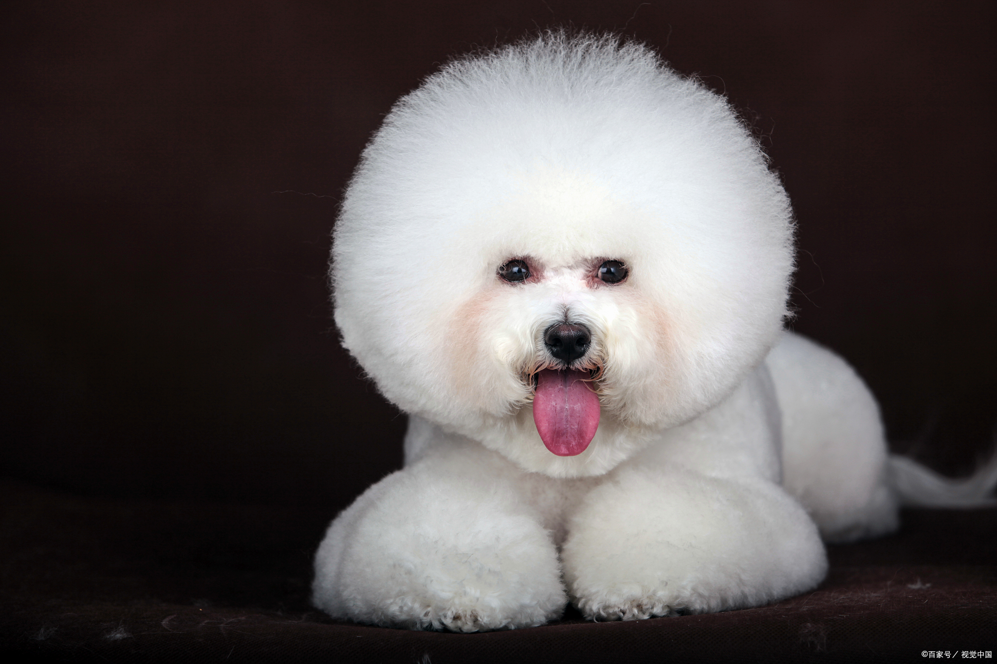 想养比熊的朋友要小心,如果你忍受不了它这几个特点,就不要养了