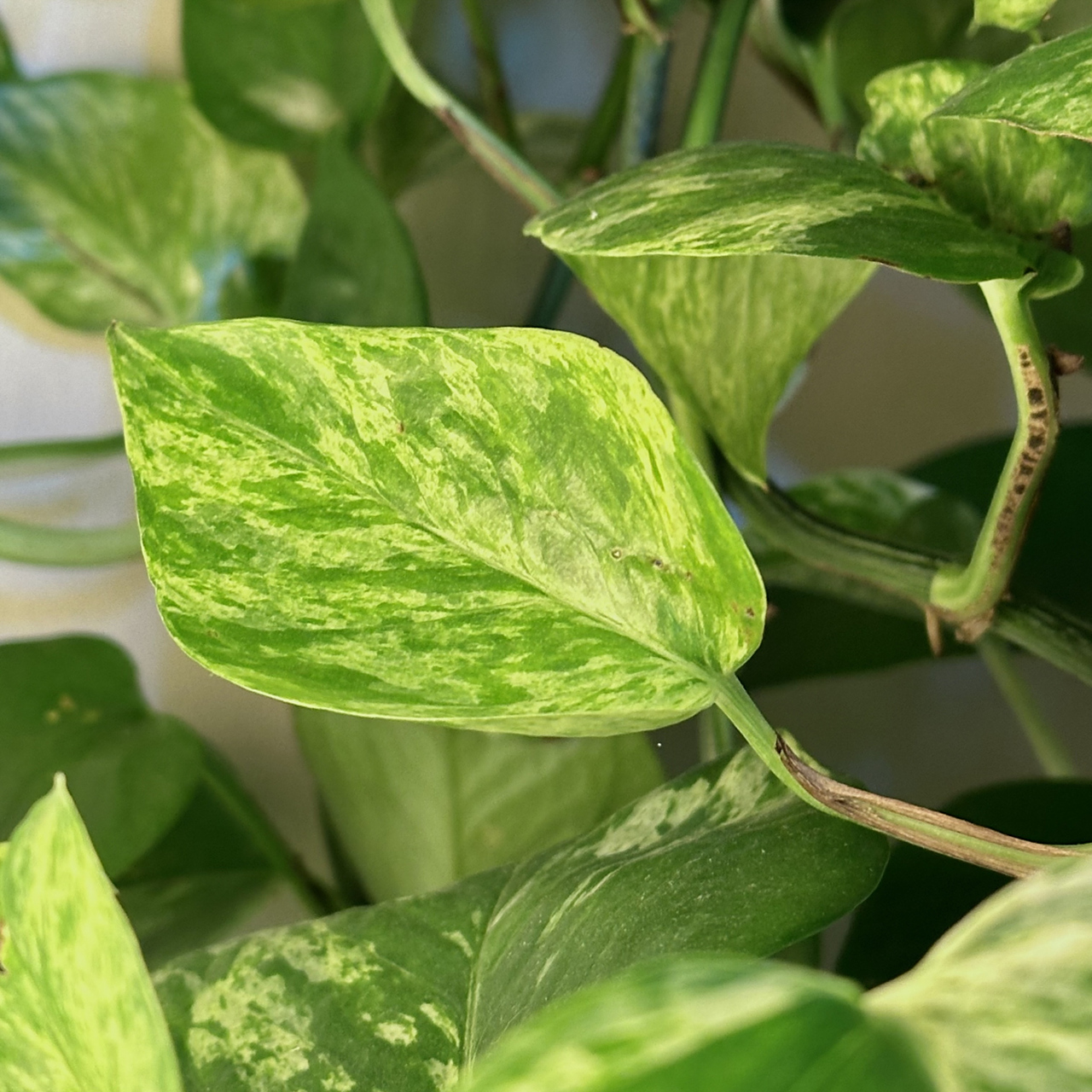 作物缺素表现多样,缺氮叶片黄绿,矮小;缺磷根系不良,叶片深绿有斑点