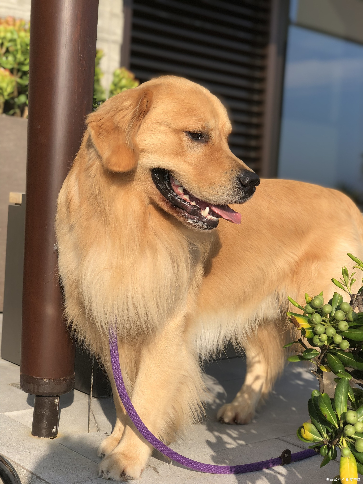 金毛犬有短毛的吗