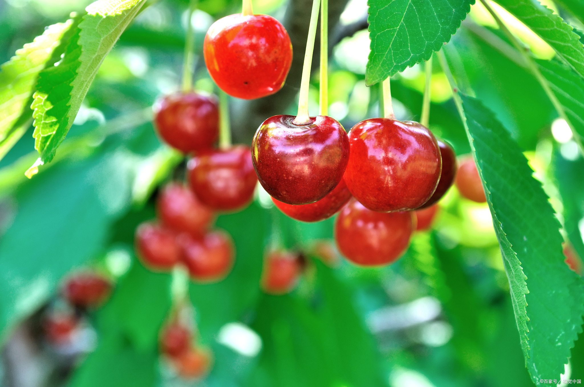 优质创作者专属激励活动# 樱桃树的嫁接方法有多种,以下是其中几种