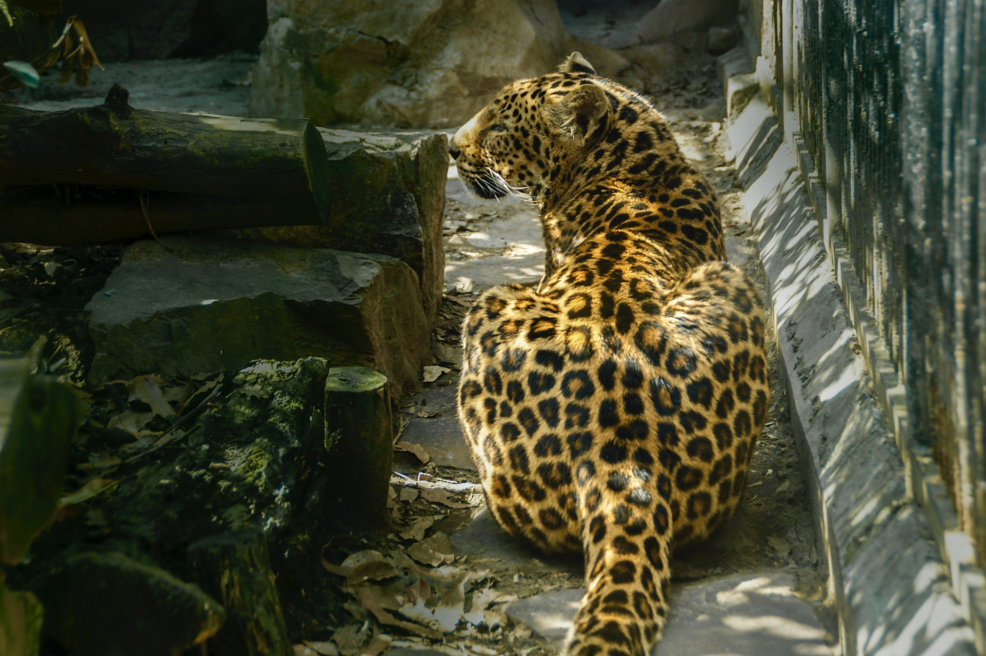 90#四川豹警官走红背后的思考#97  四川攀枝花公