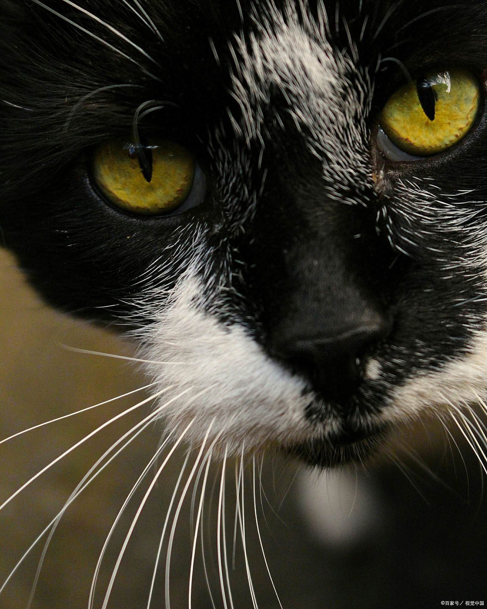 为什么猫的眼睛在晚上会发光