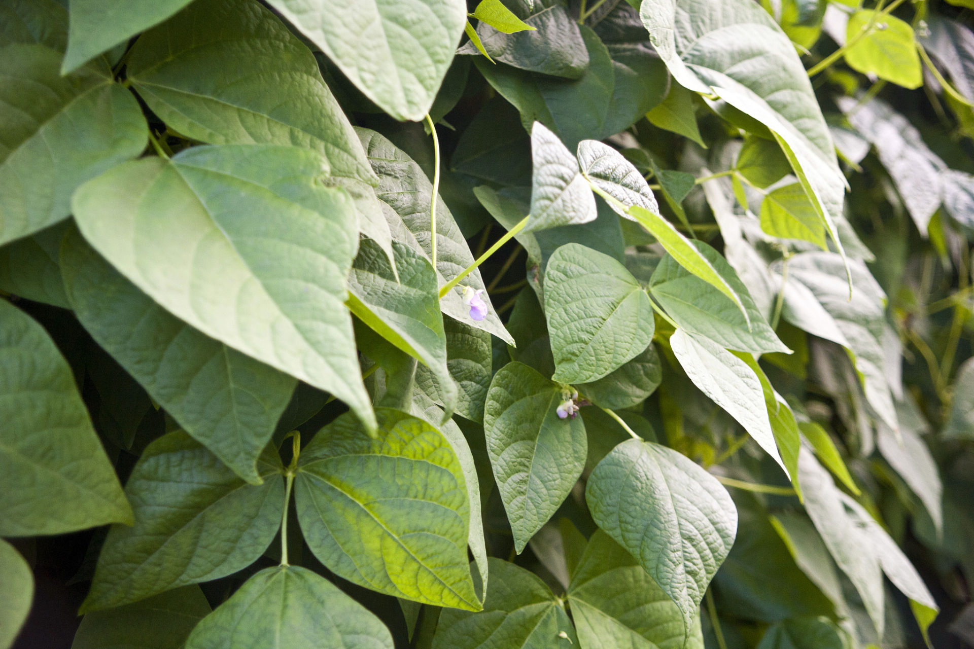 菜豆树叶子发黄脱落?别急,我来帮你解决!