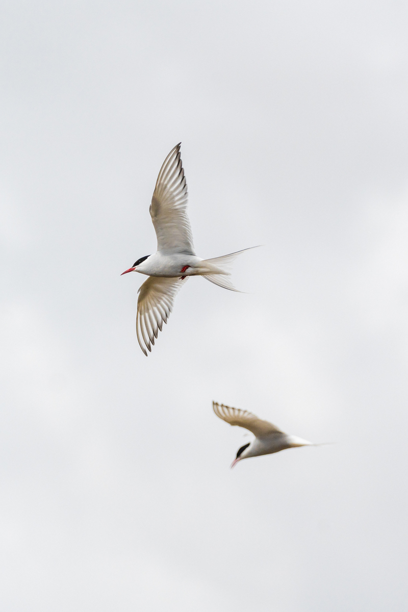 快速对对联上联白雁送碧海
