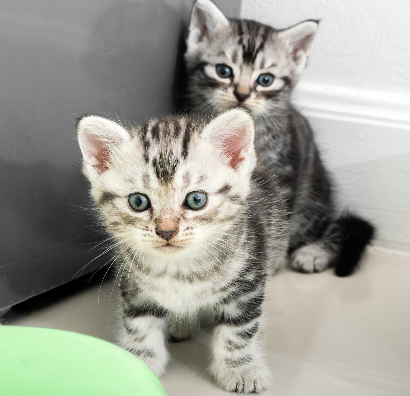 美国短毛猫(英文名:american shorthair cat)是一种常见的家猫品种,起