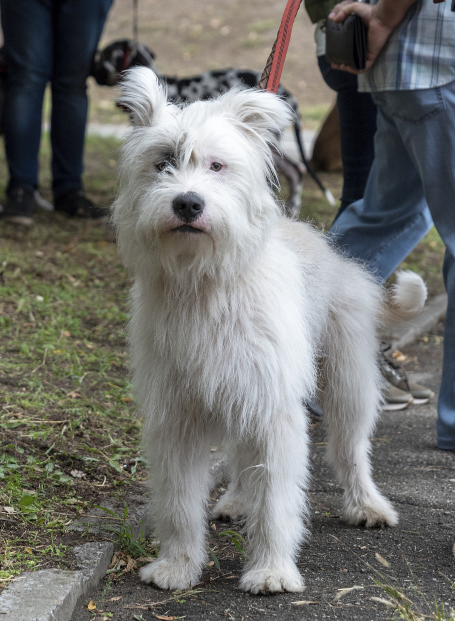 白色细犬图片