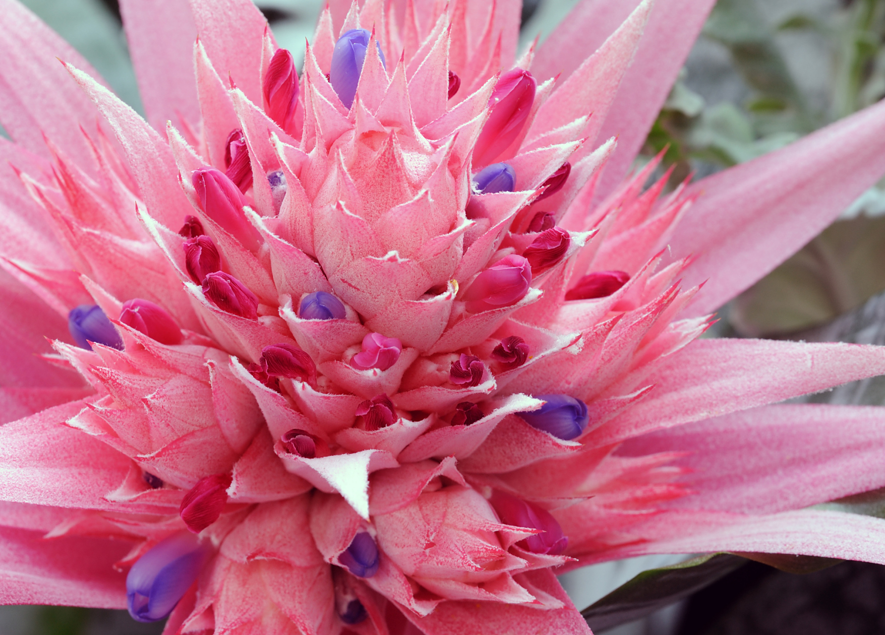 水塔花又叫鸿运当头# #水塔花# 水塔花是一种极具观赏性的植物,它的