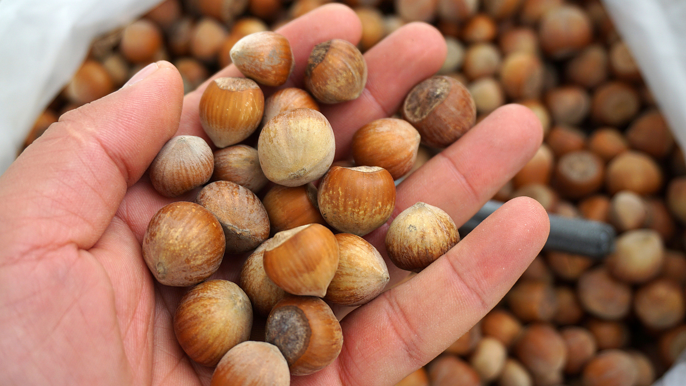 每天认识一味中草药-川楝子 98697115中药名:川楝子 9869