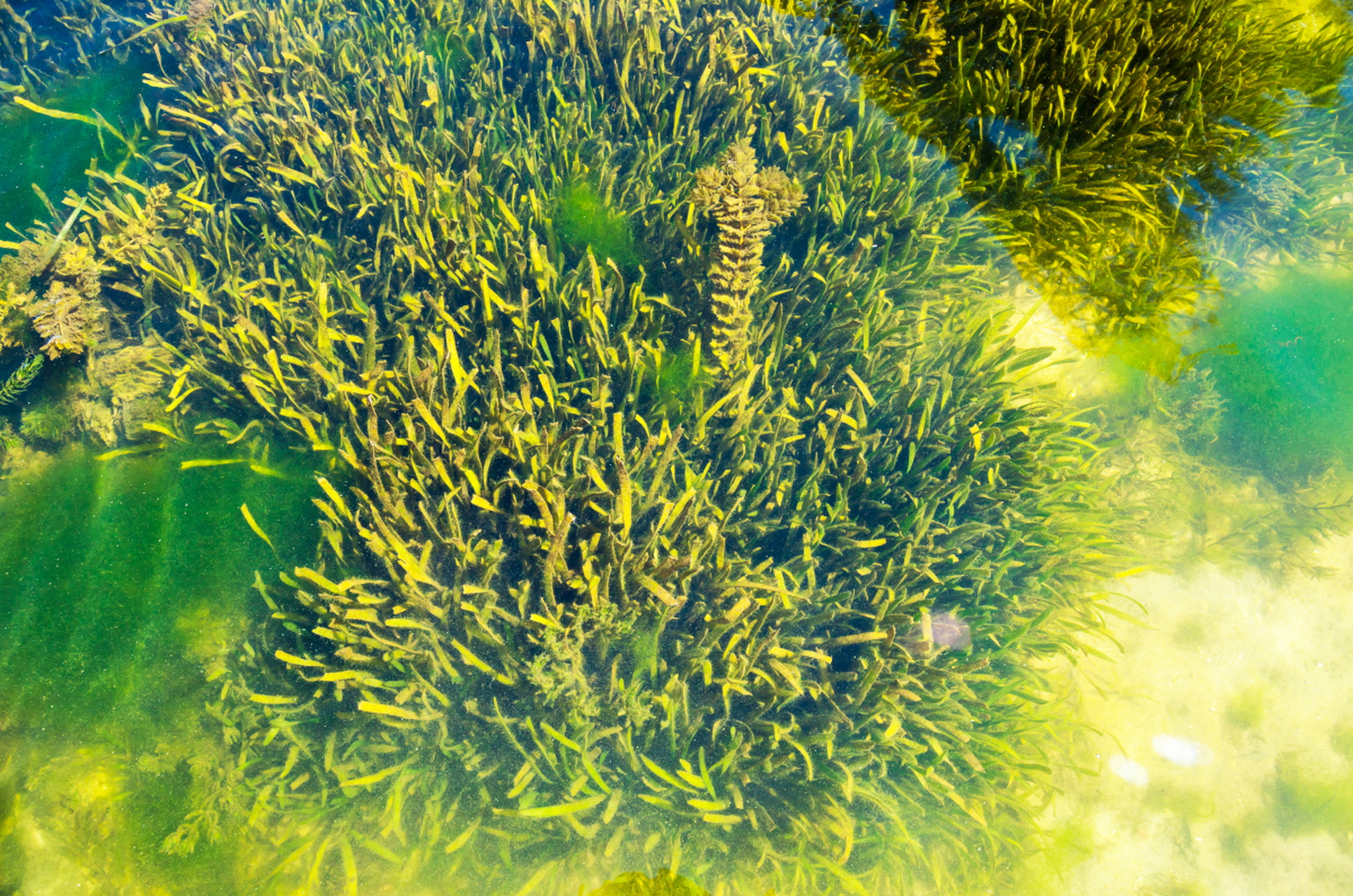 藻类植物是一类神奇而古老的植物,它们没有真正的根,茎和叶,而是通过