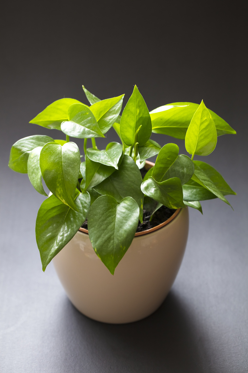 施肥不当,病害侵袭,环境因素和水质问题都可能导致绿萝散发异味.