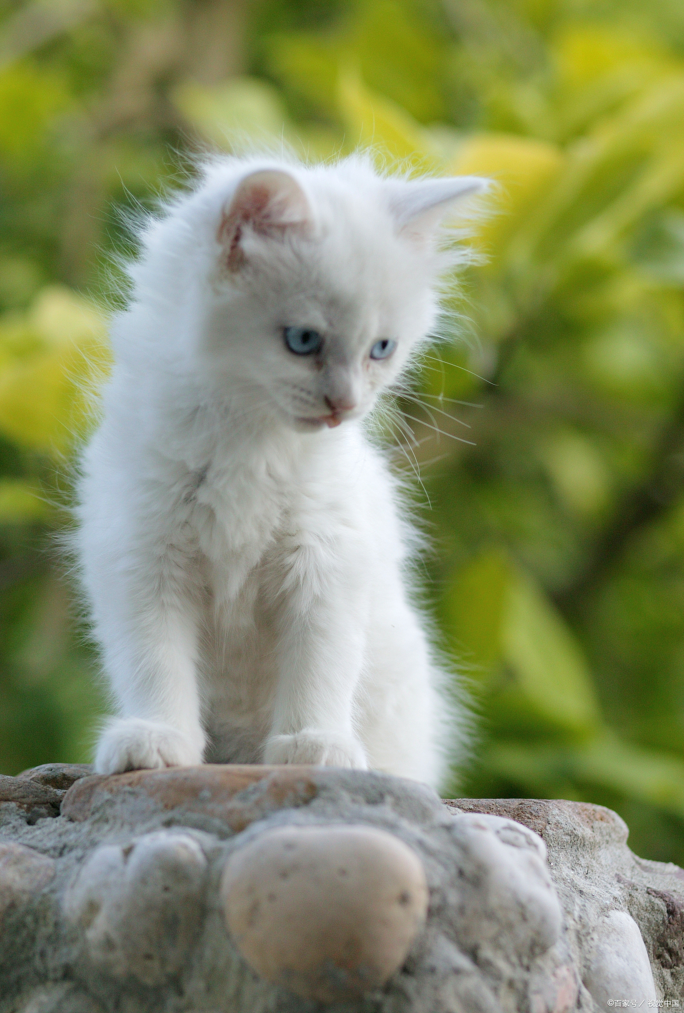 蓝眼花猫图片