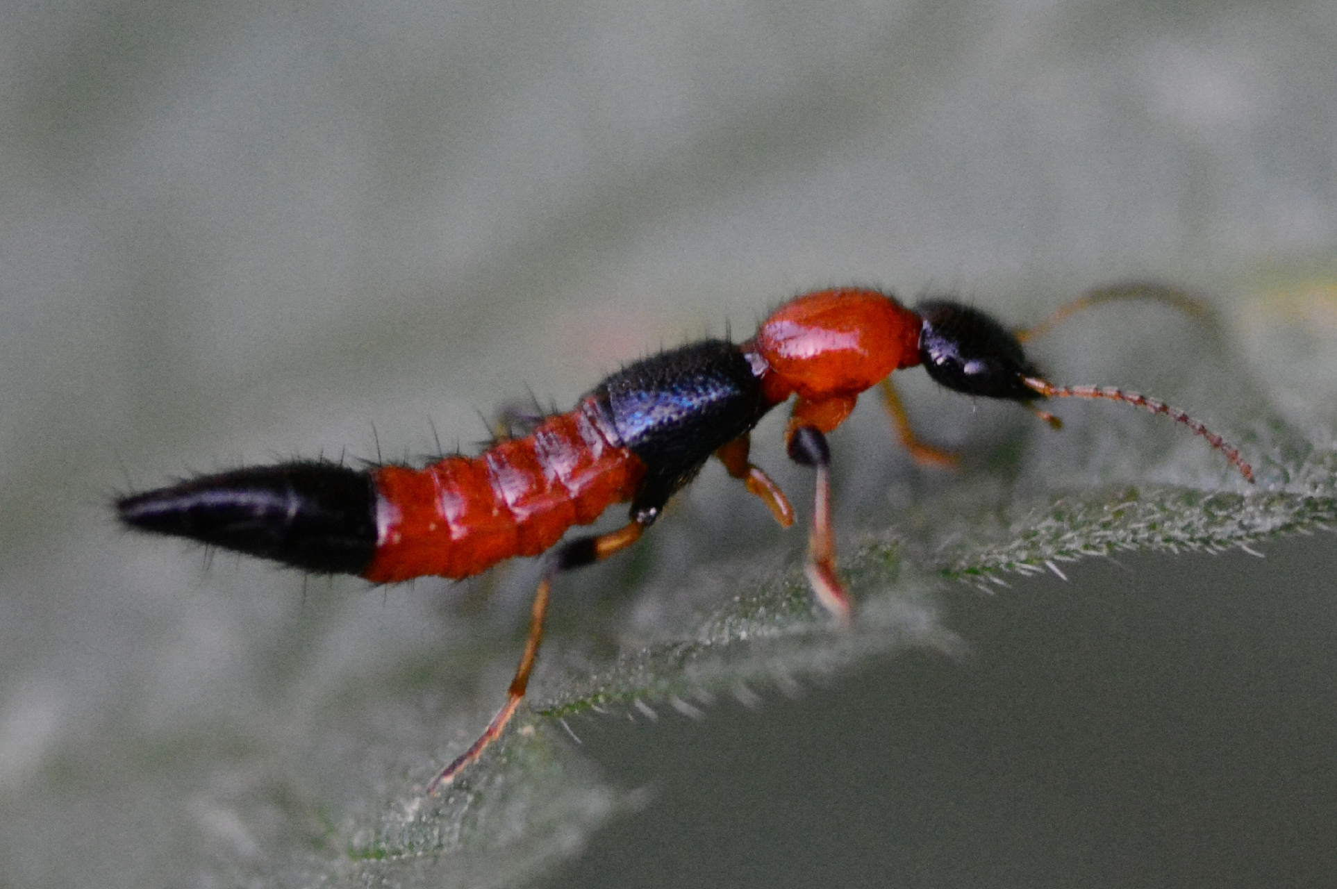 部分隐翅虫的毒性很强,尽量远离红色的隐翅虫