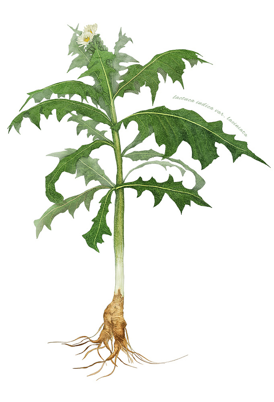 大黄是一种植物,是一种多年生草本植物,属于蓼科植物家族.