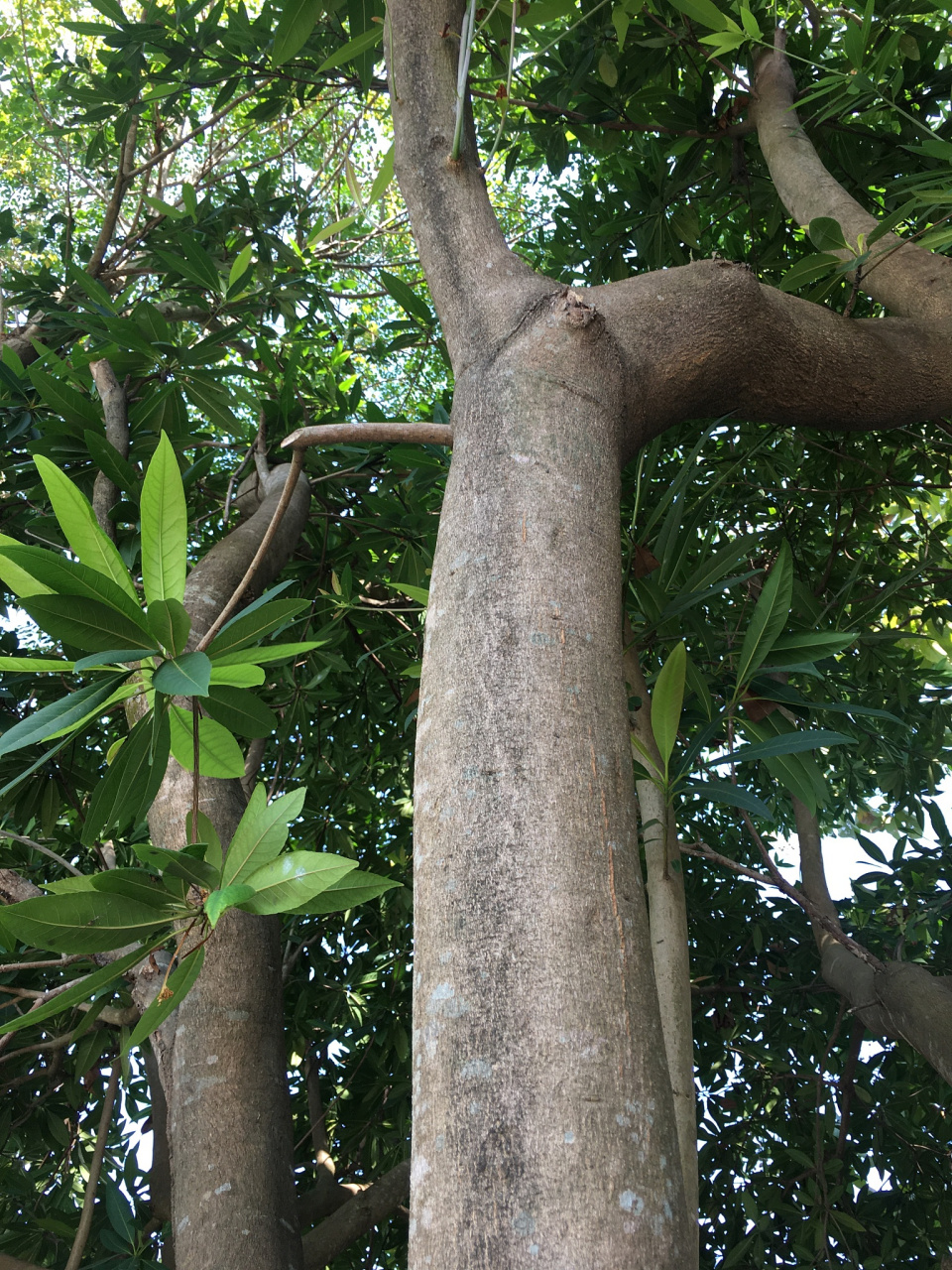 药用:杜仲树皮是名贵滋补药材,具有补肝肾,强筋骨,安胎等功效.