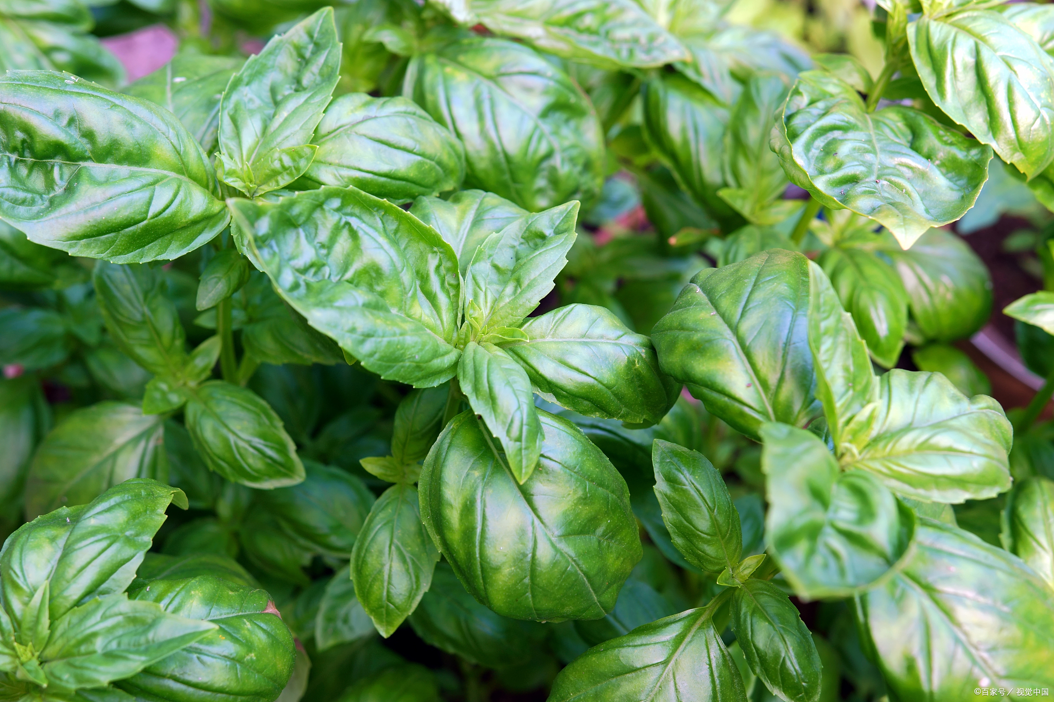 农村十大香料植物图片