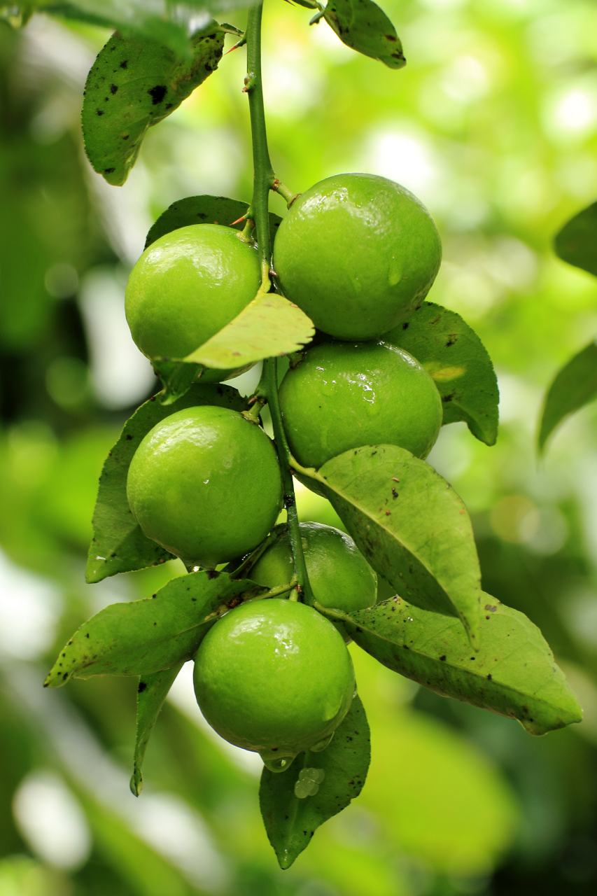 青梅是一种热带水果,原产于中国海南,在东南亚地区,如马来西亚,印度尼