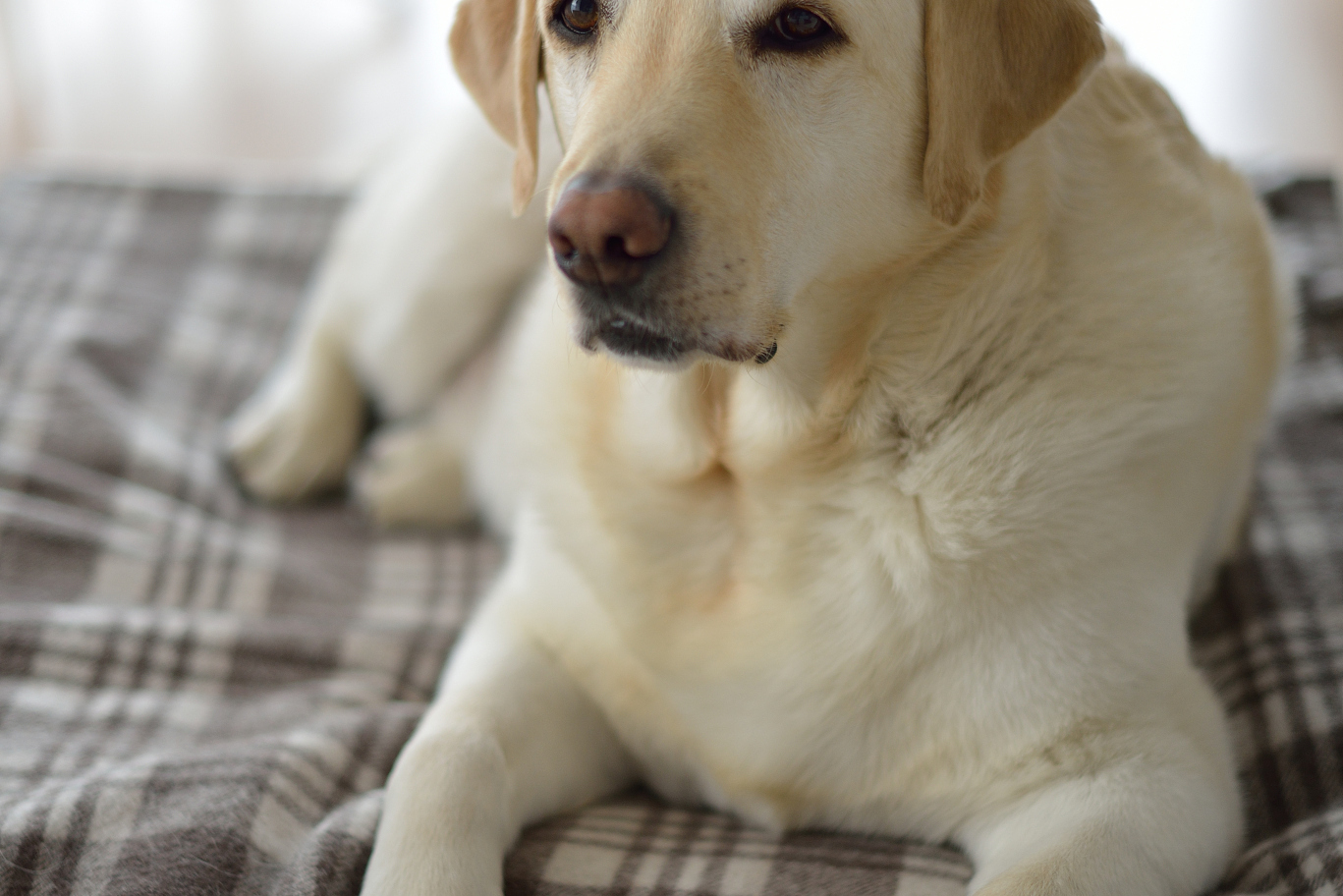 拉布拉多犬,金毛寻回犬,柯基犬,哈士奇和法国斗牛犬等品种各有特点.