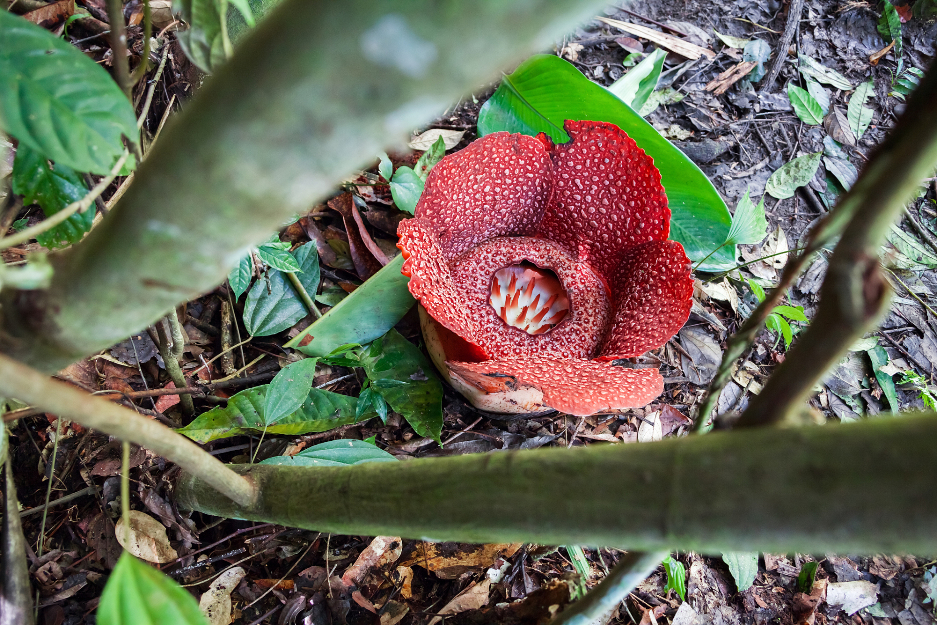14,界上最大的花是泰坦魔芋原产于印度尼西亚苏门达腊的热带雨林地区