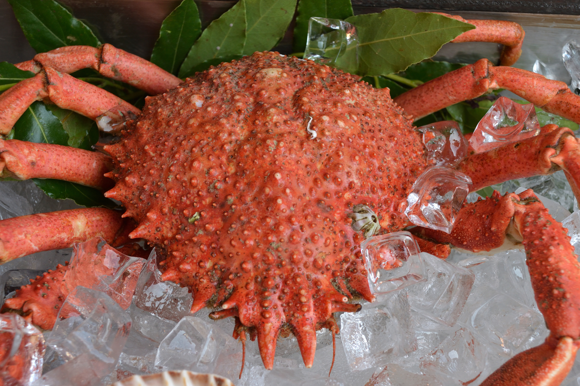 女子花864元买帝王蟹熟制后流黑水 你是否曾经想过,那些我们在餐厅里