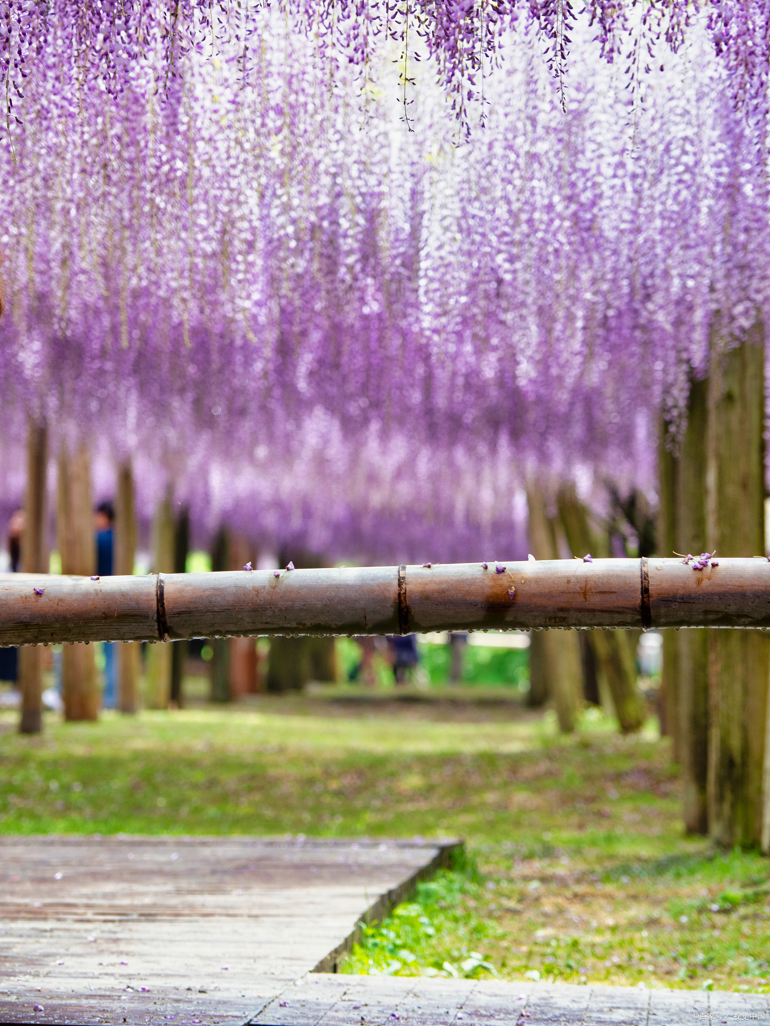 犹如瀑布一般的紫藤花,美醉了!