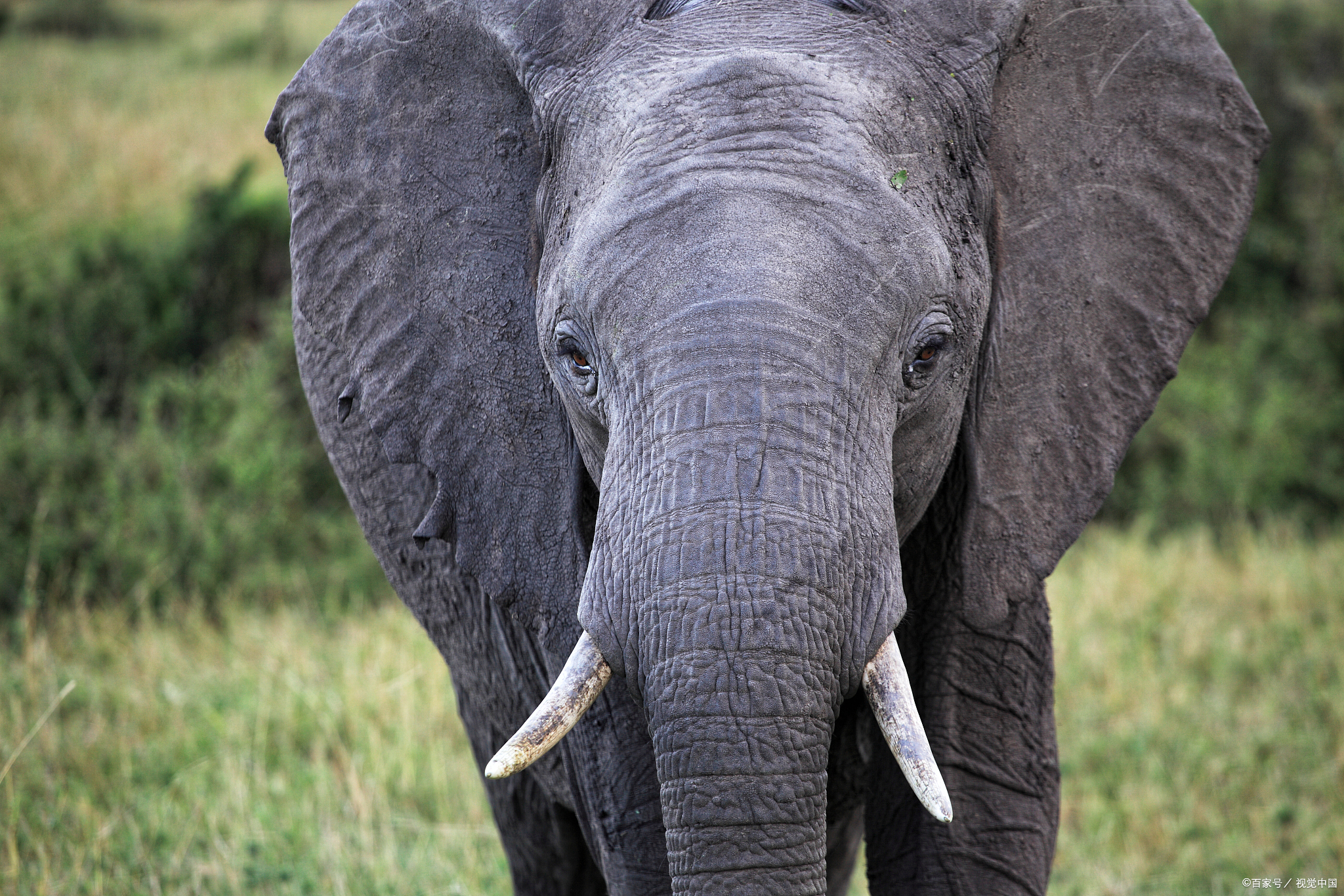 大象的耳朵耷拉图片