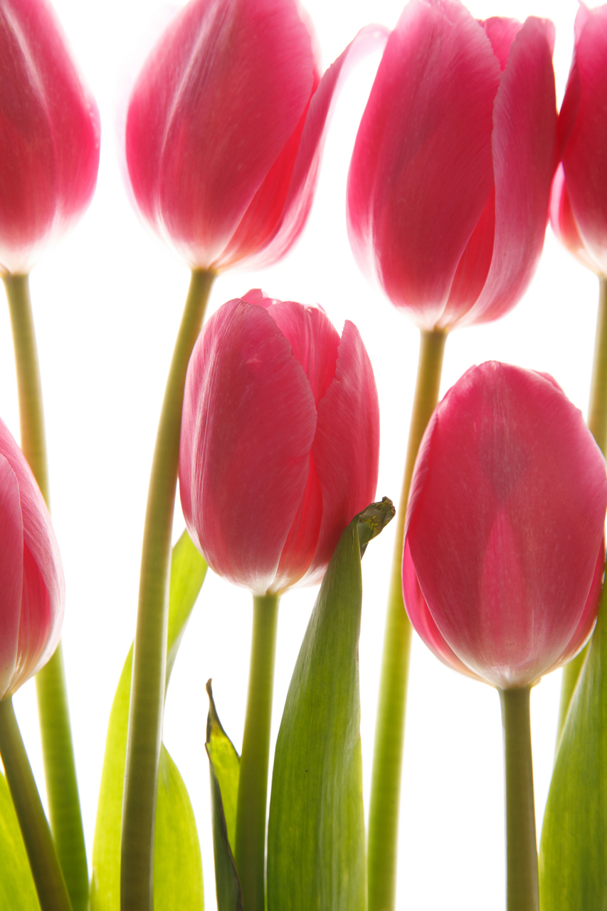 荷兰的国花:激情与神秘的完美结合——郁金香  大家好,今天我要给大家