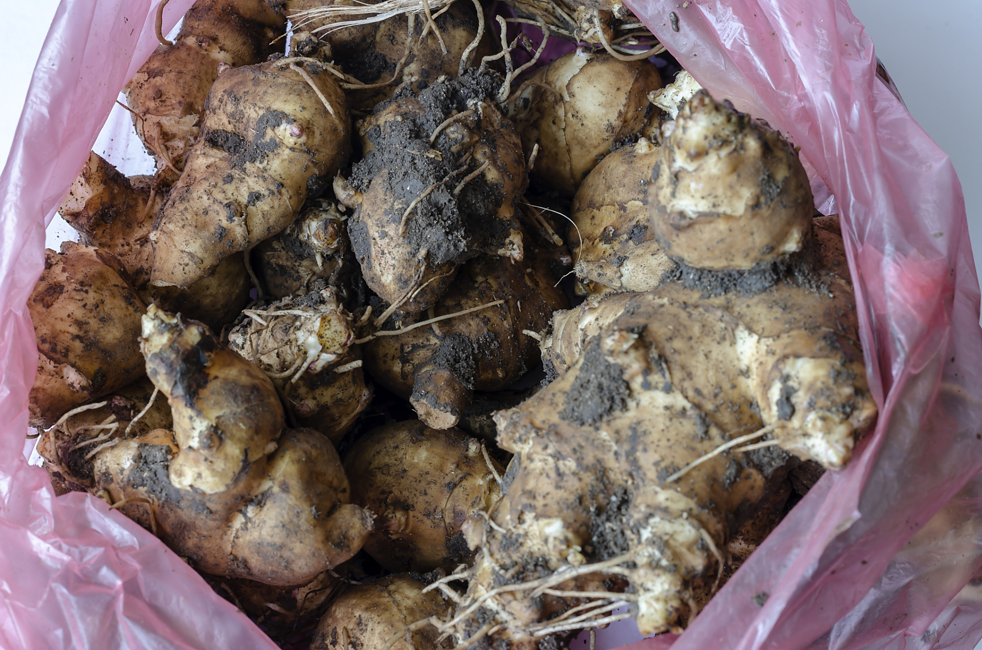 胰岛果较小,光滑,微甜,适合甜点;洋姜粗壮,粗糙,辛辣,常用于辛辣菜肴.