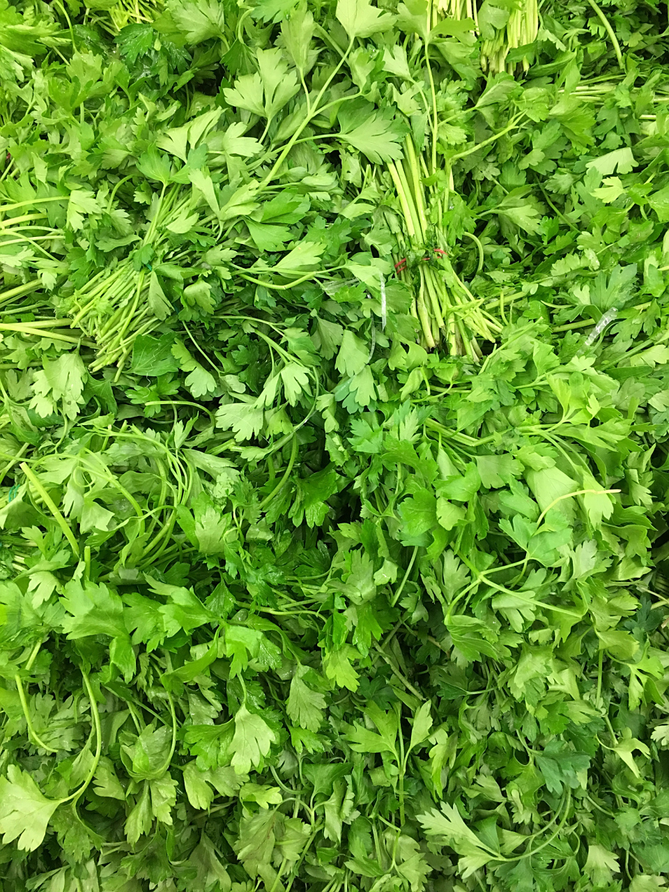 野芹菜具有发汗解表之功对风寒感冒有效,还有许多食疗功效,清热利水