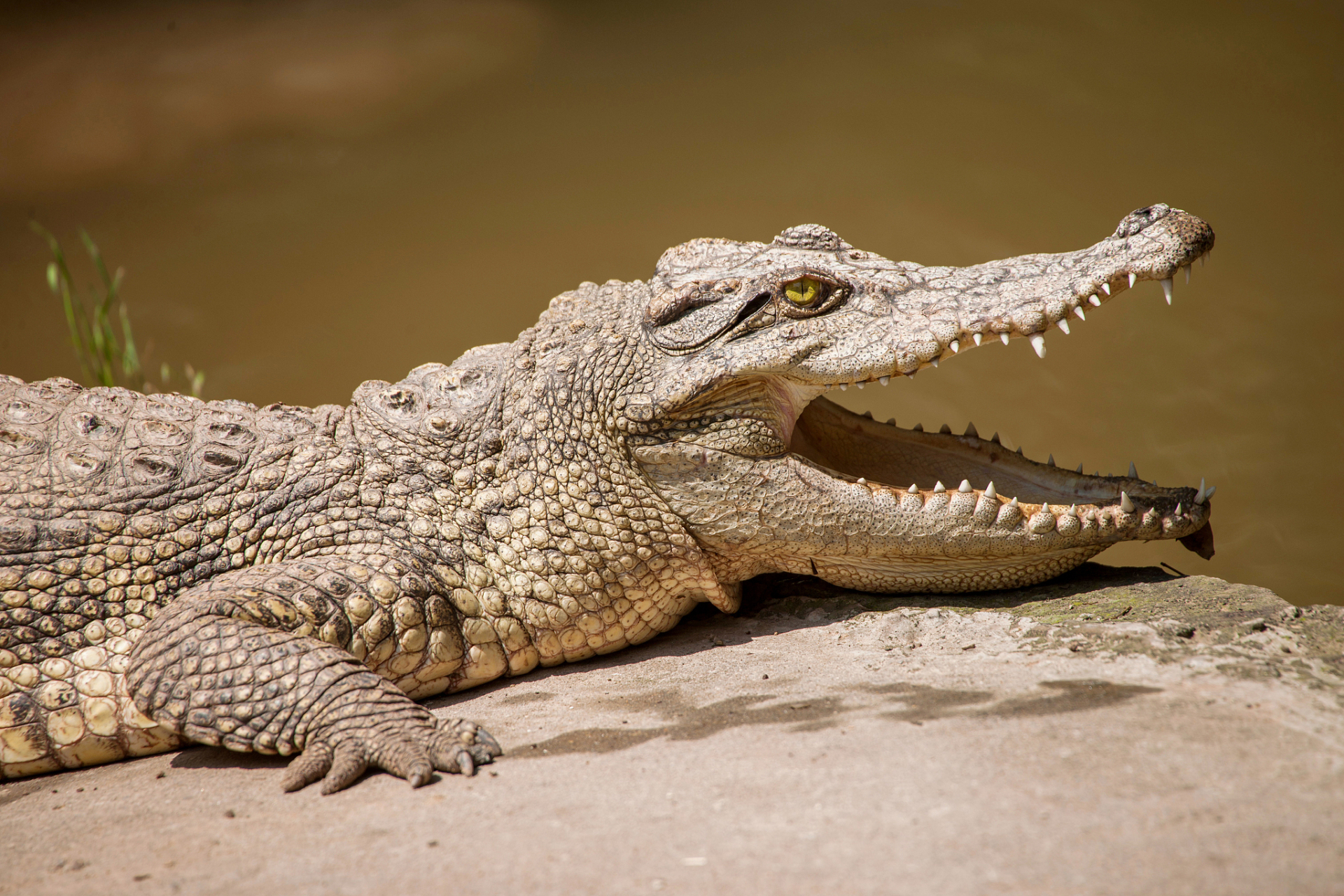 二者都濒临灭绝危机呼唤我们加强保护措施[原文:鳄鱼是两栖动物还是爬