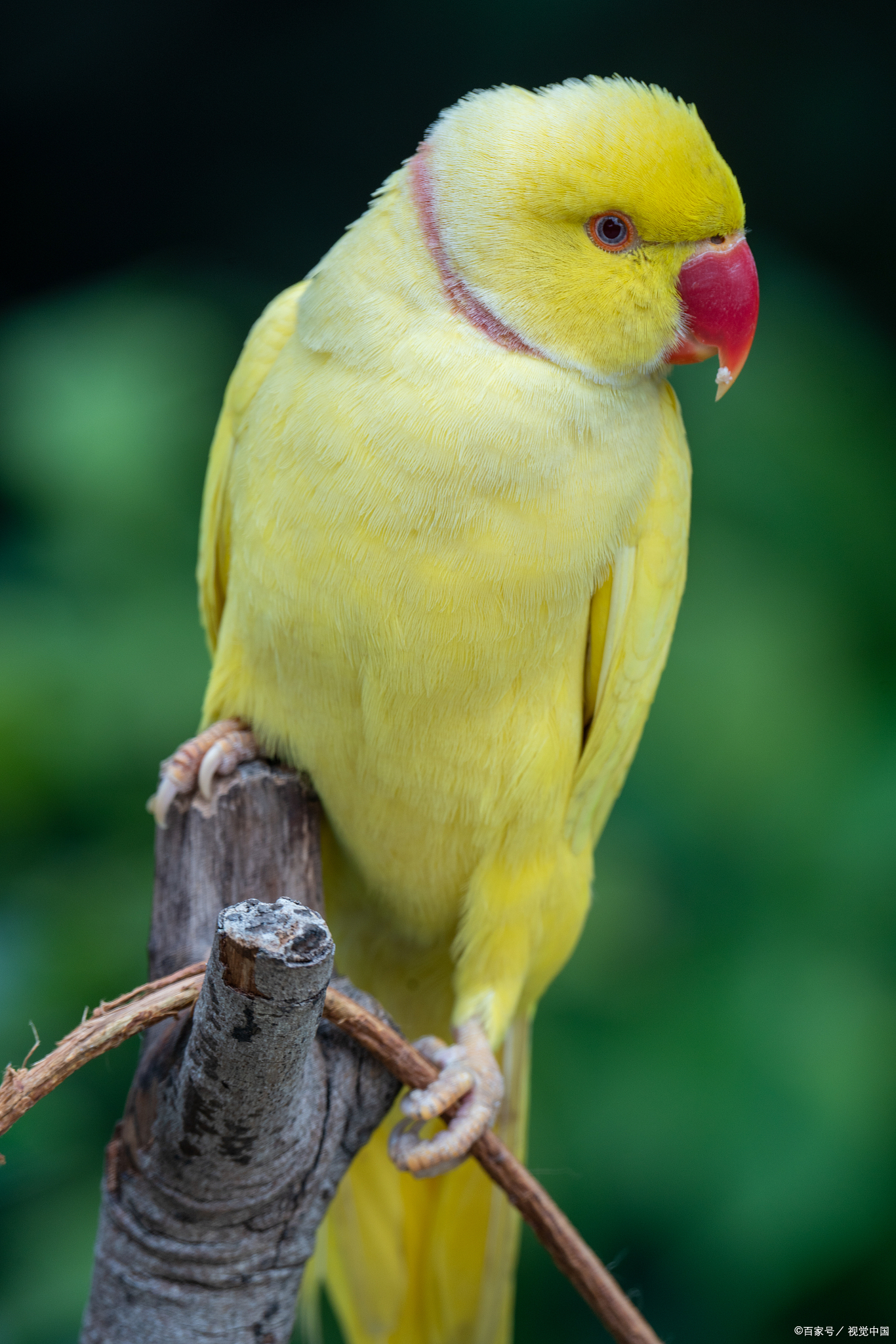 月轮鹦鹉,是一种优雅而富有灵性的鹦鹉品种,确实具备了一定的说话能力