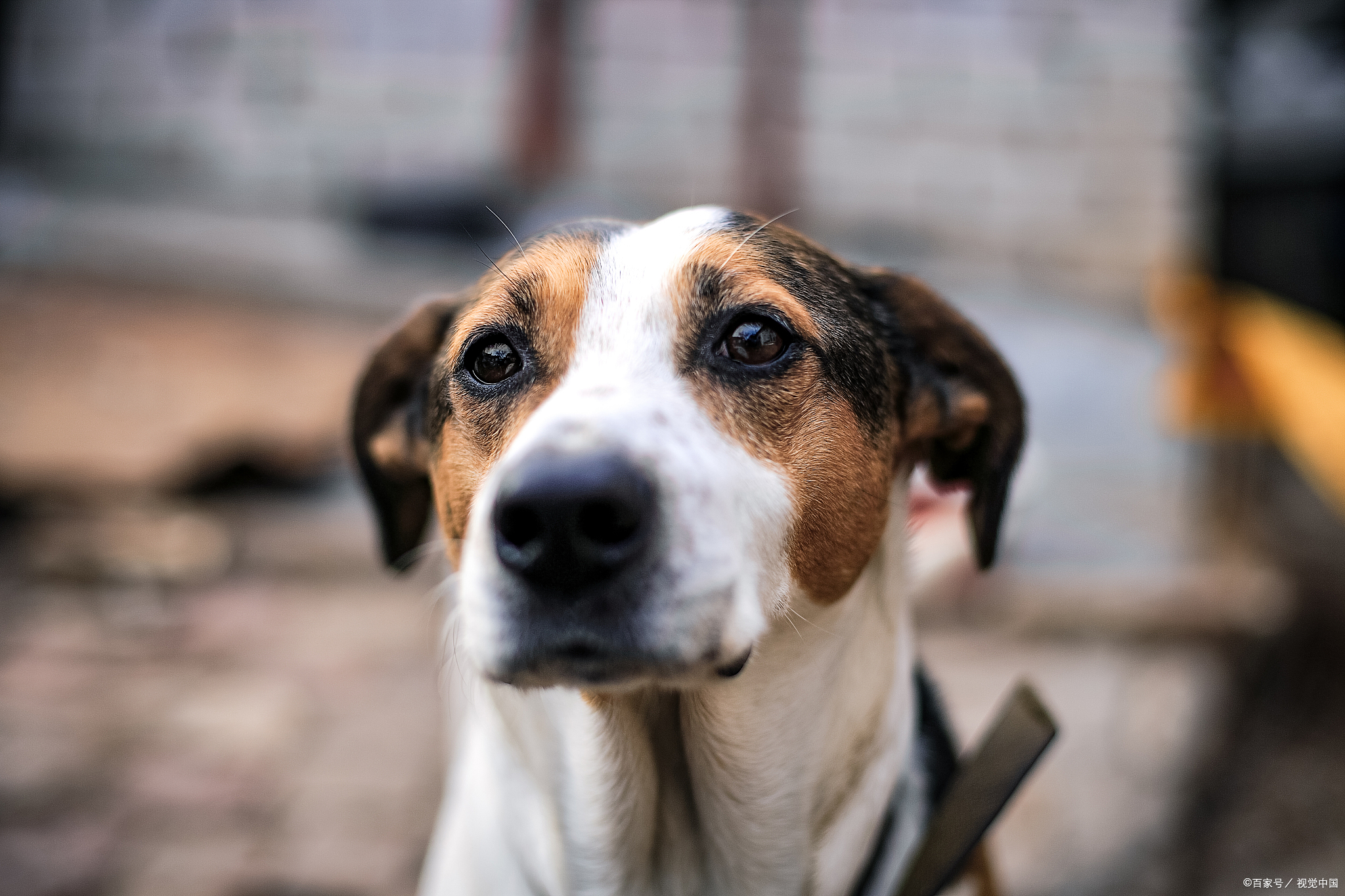 比格犬vs太仓犬