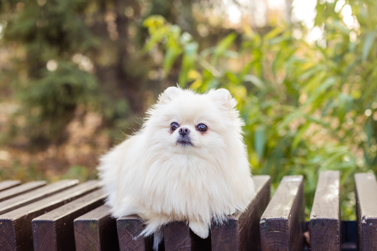 博美犬壁纸图片