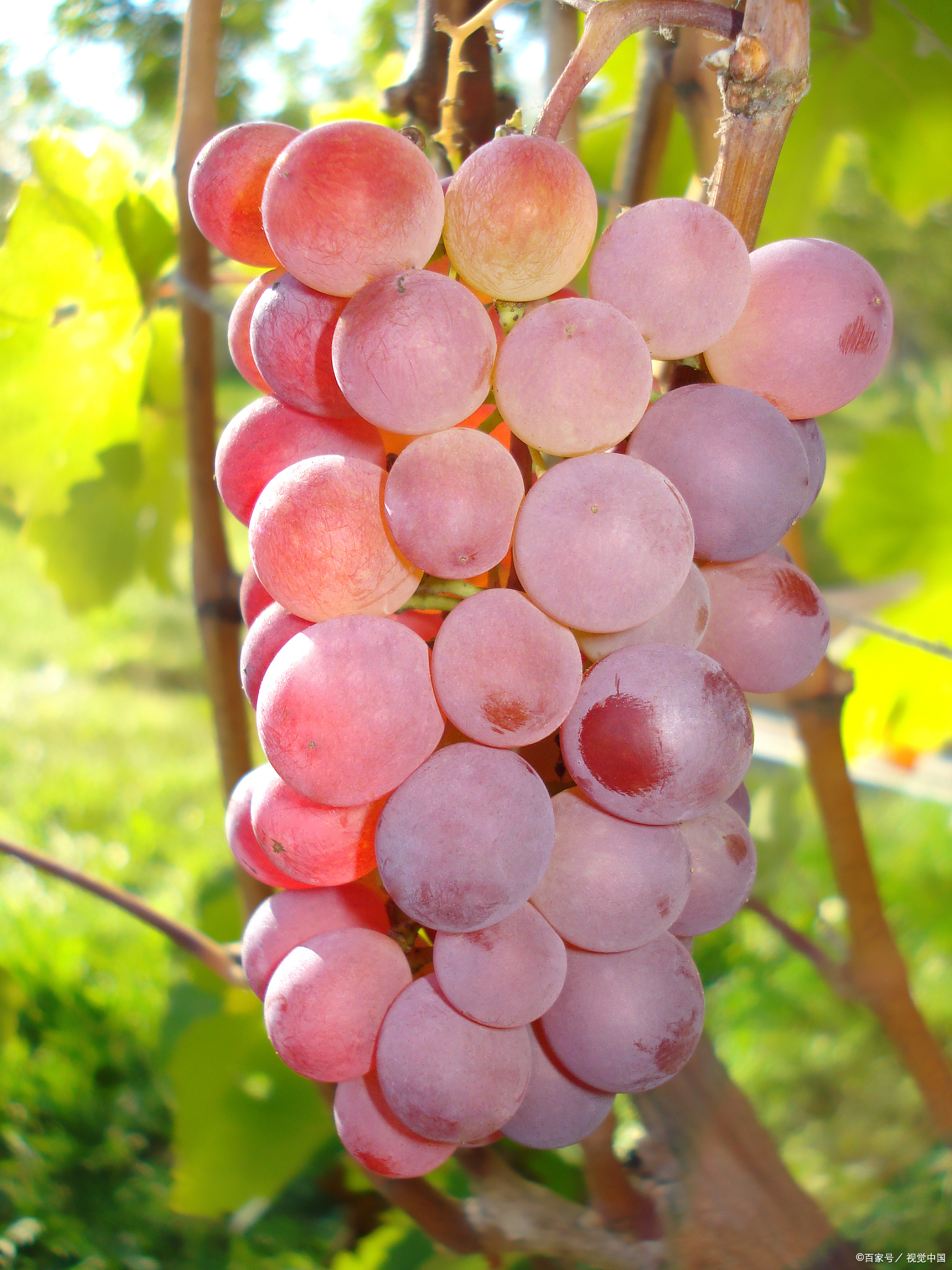 阳光玫瑰葡萄是转基因吗?