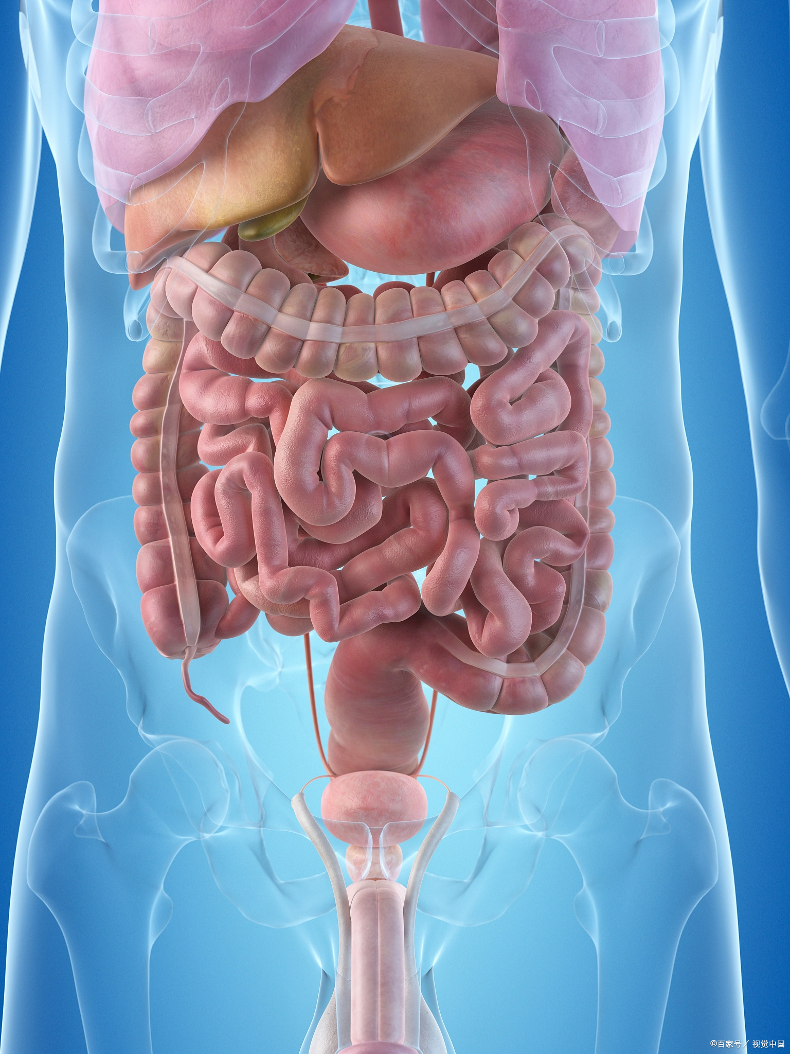 小肠一旦被湿热淤堵,毒素逆流全身