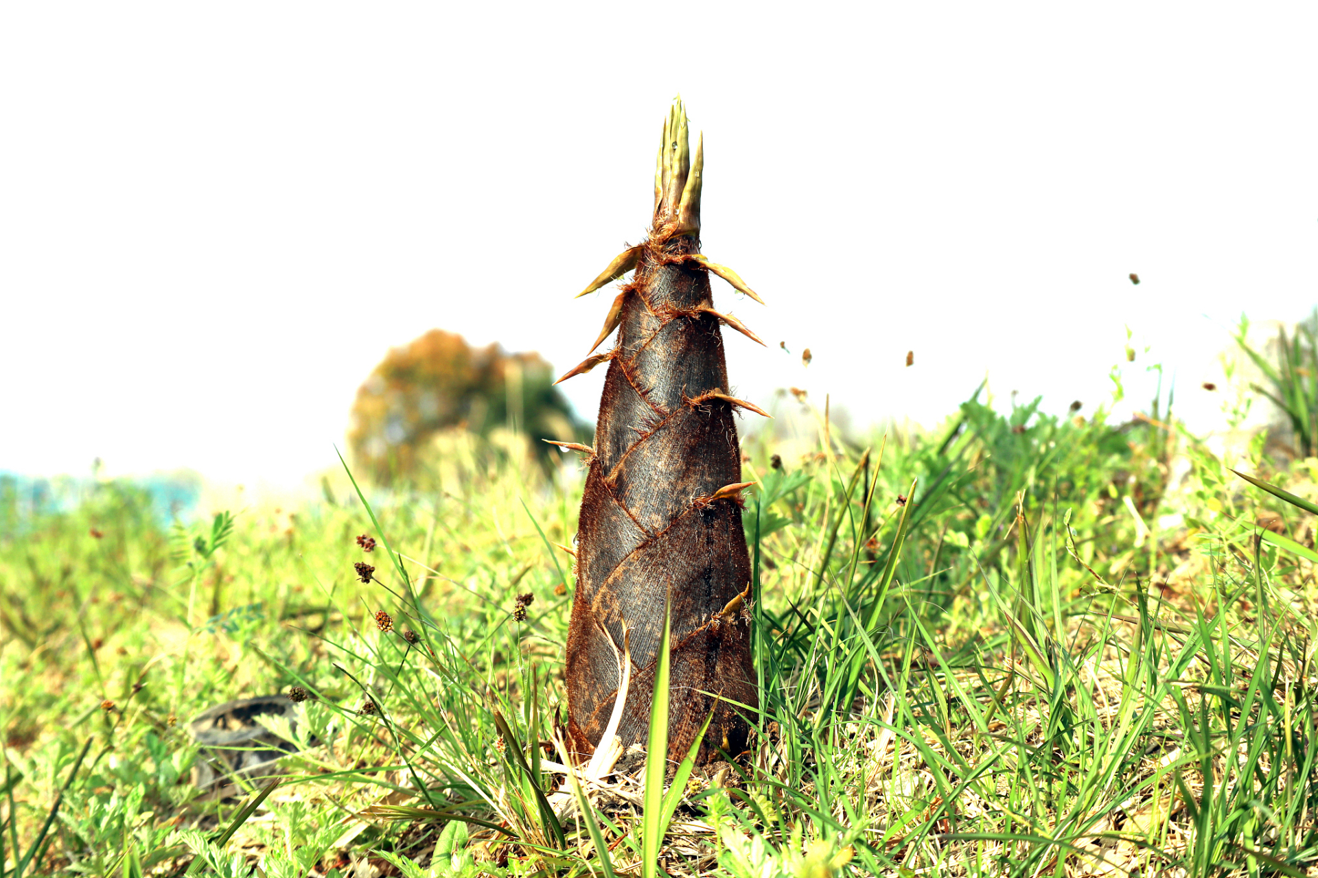 野山笋是竹子初从土里长出的嫩芽,一般69生长在山区的小竹笋,含有